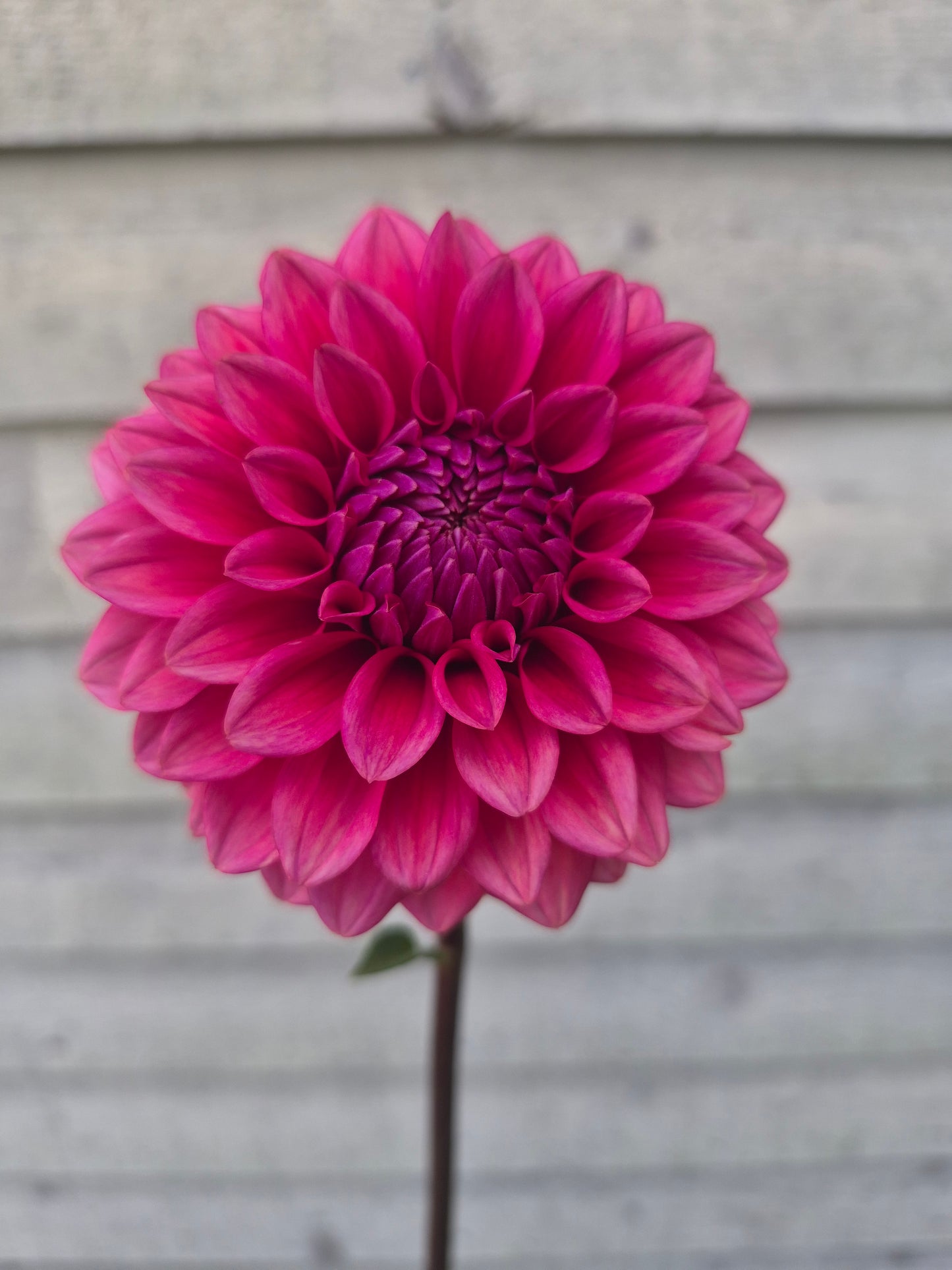Mystique Formal Decorative Dahlia