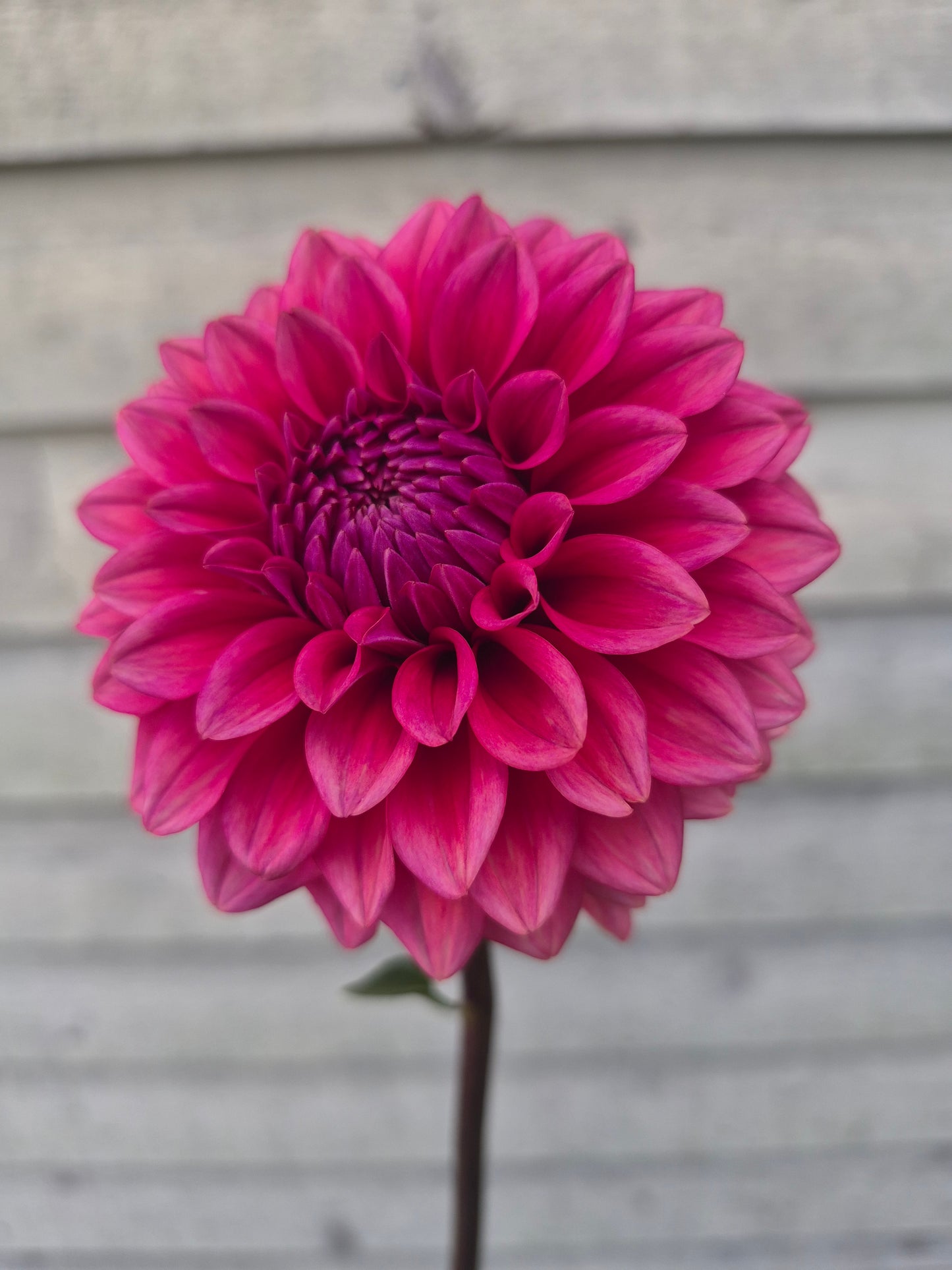 Mystique Formal Decorative Dahlia