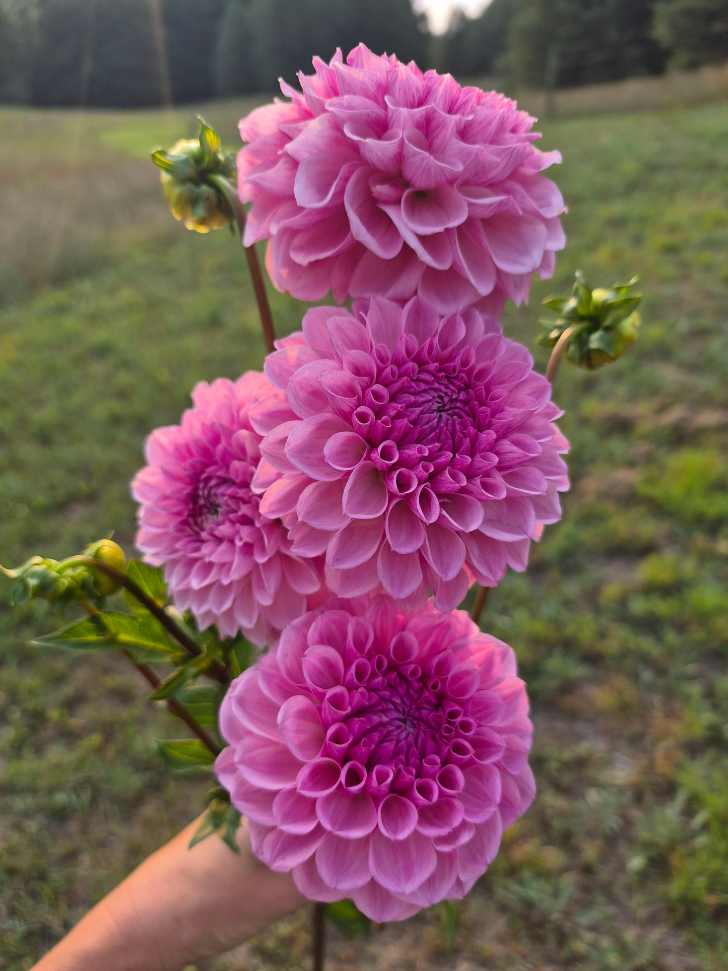 Lee's Sugar Rush Formal Decorative Dahlia