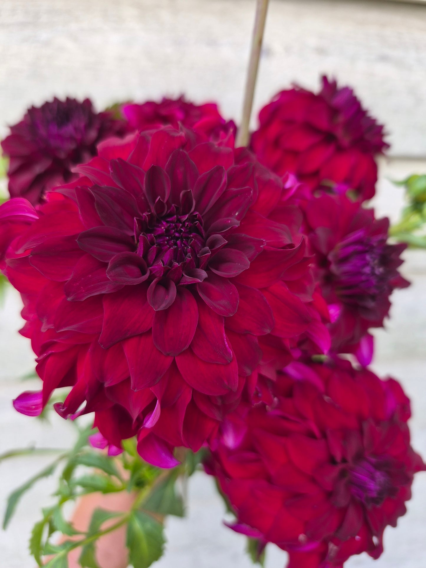 River's Penelope Informal Decorative Dahlia