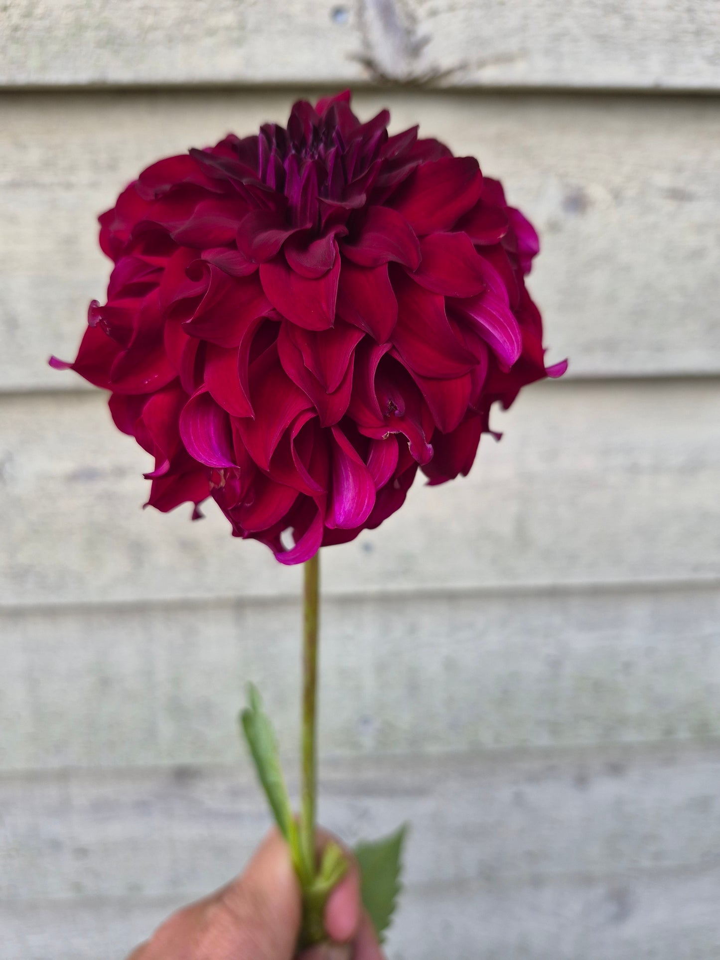 River's Penelope Informal Decorative Dahlia