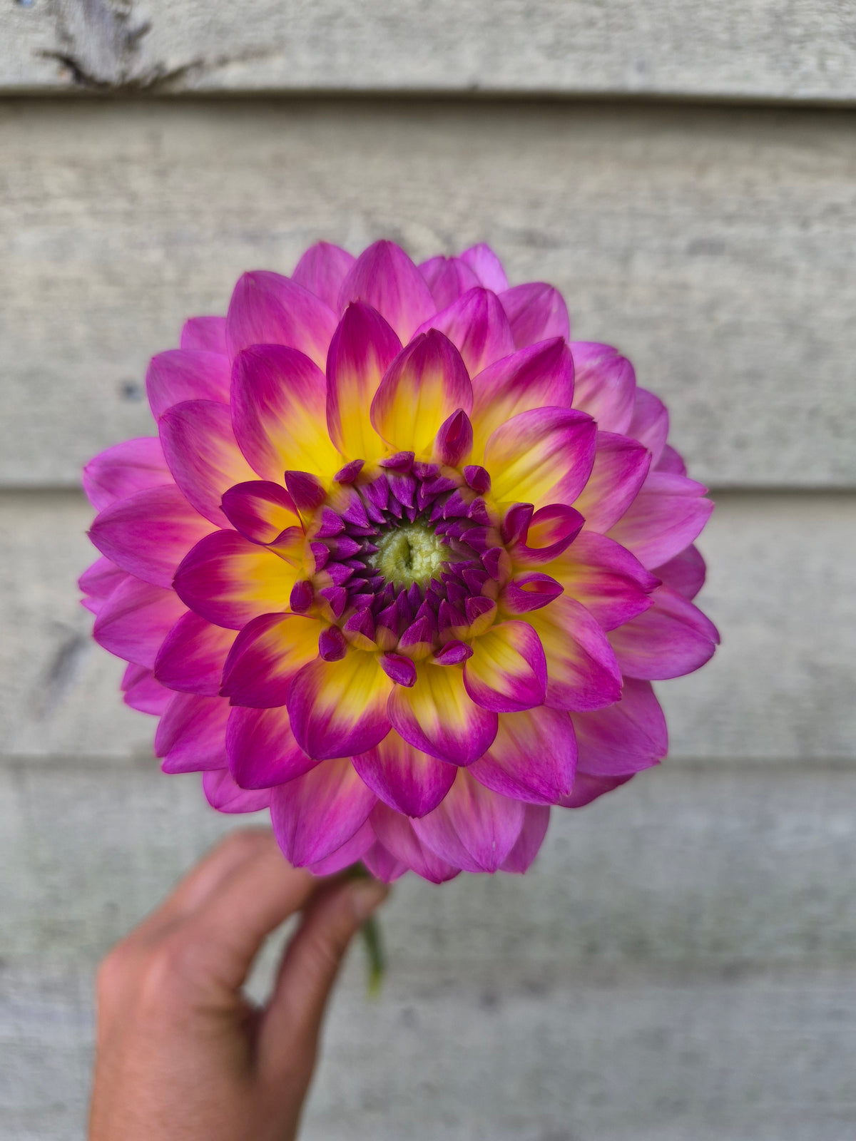 Jowey Gipsy Decorative Dahlia