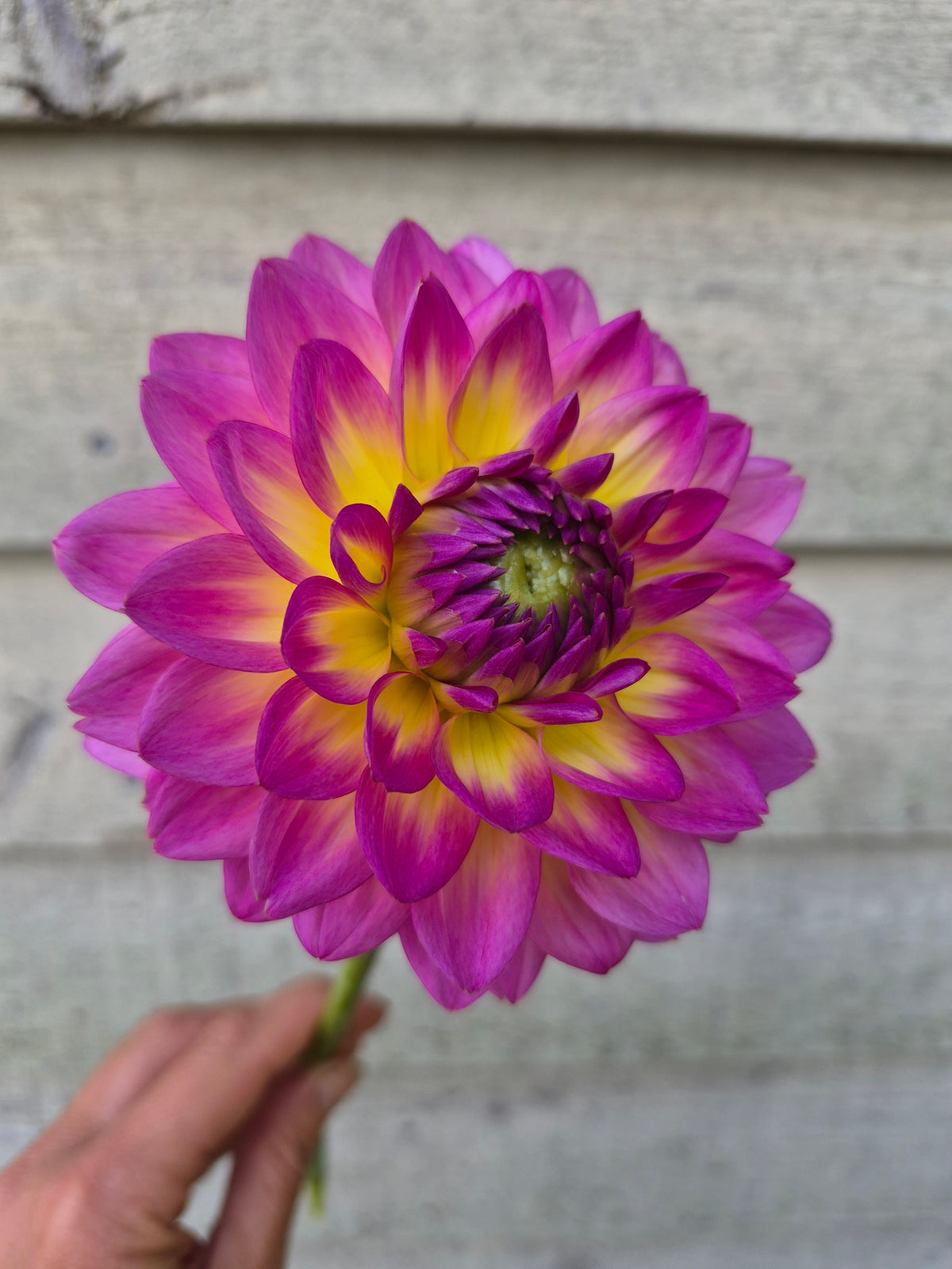 Jowey Gipsy Decorative Dahlia