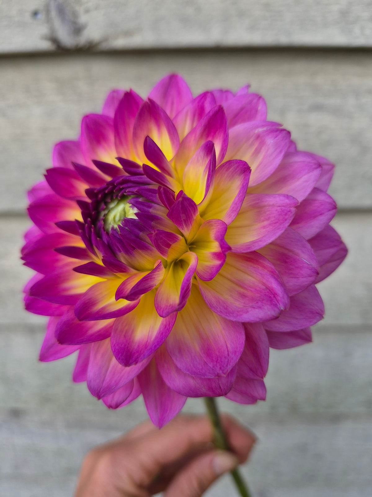 Jowey Gipsy Decorative Dahlia