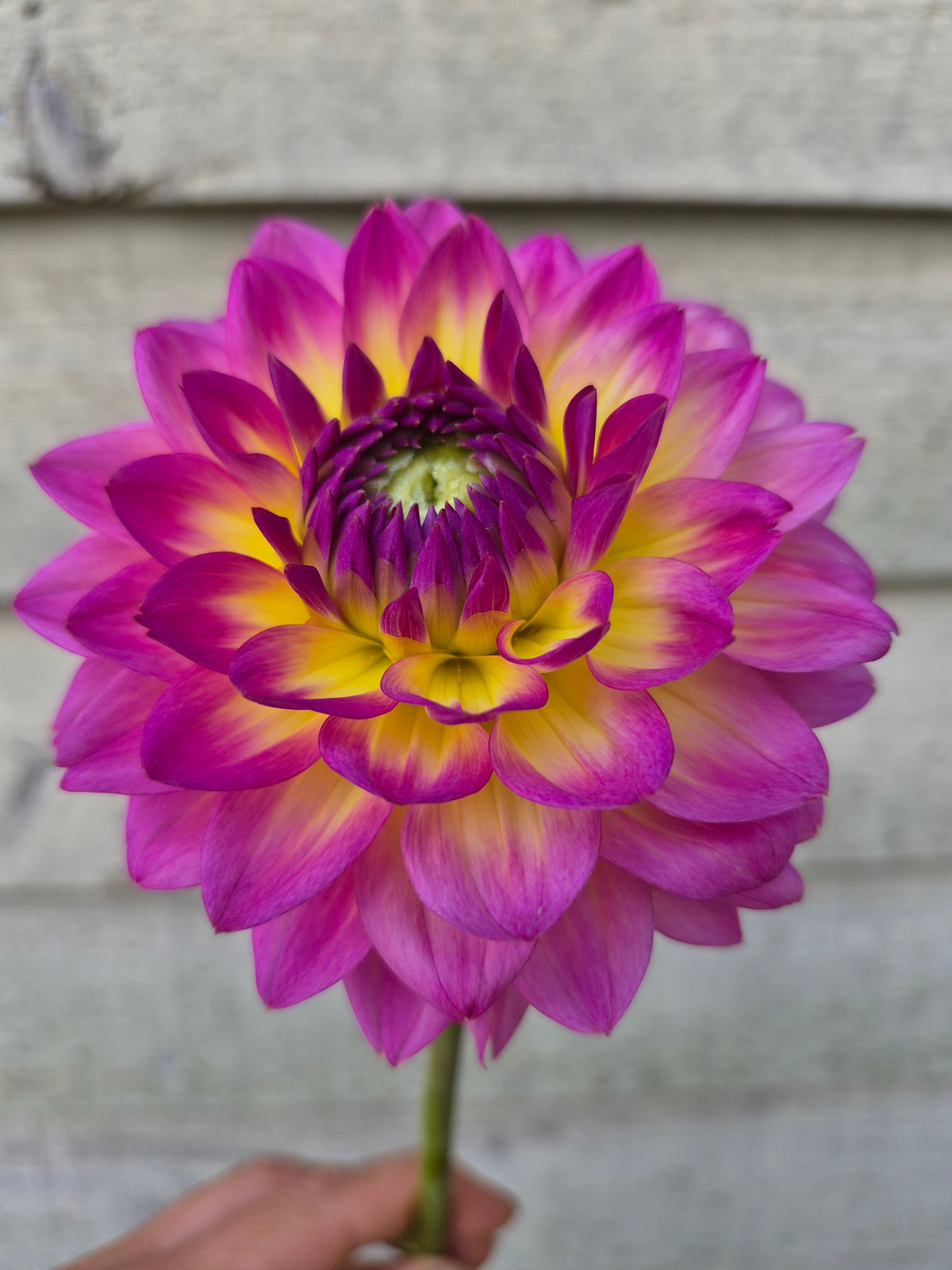 Jowey Gipsy Decorative Dahlia