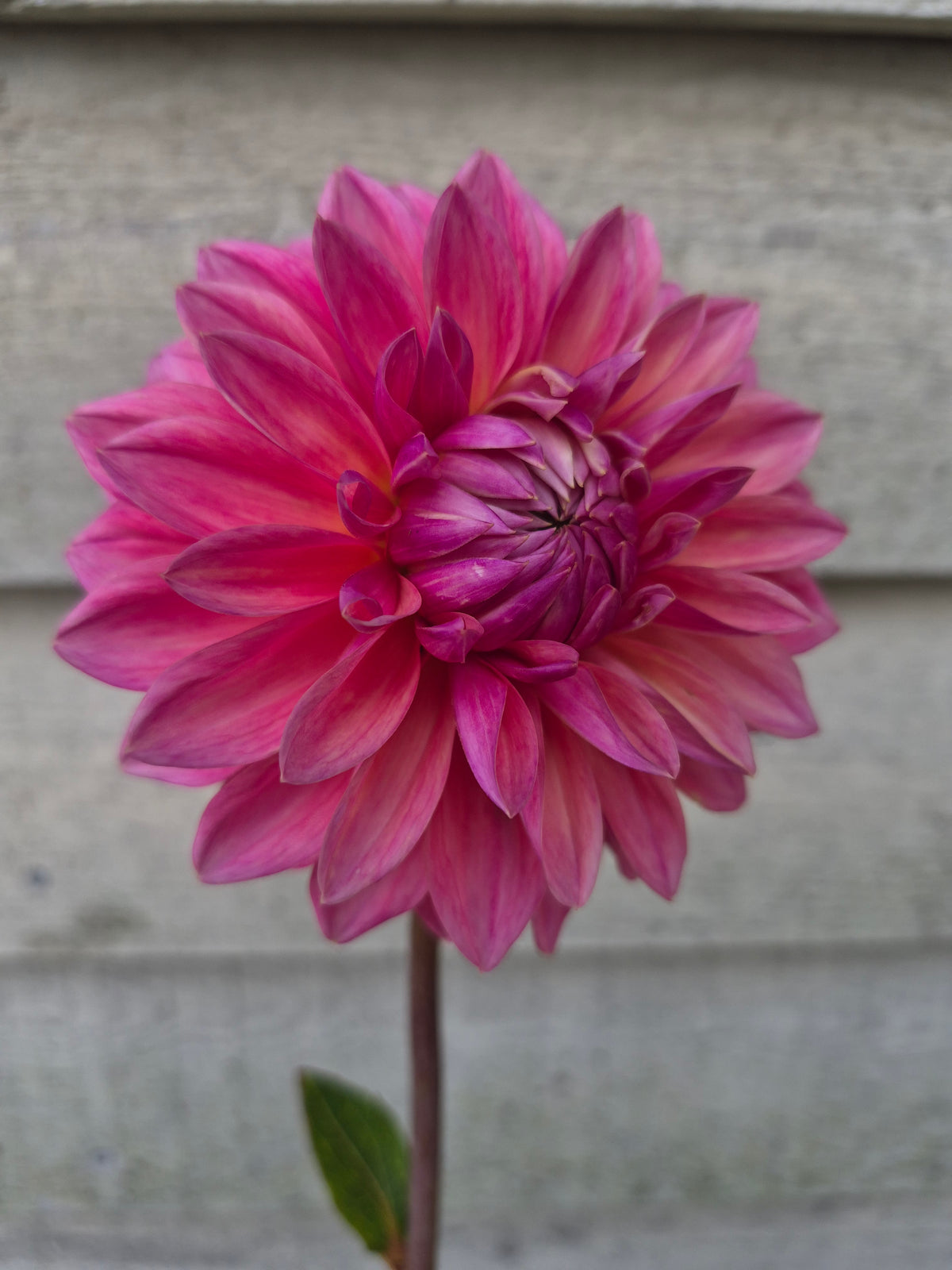 Scaur Swinton Formal Decorative Dahlia