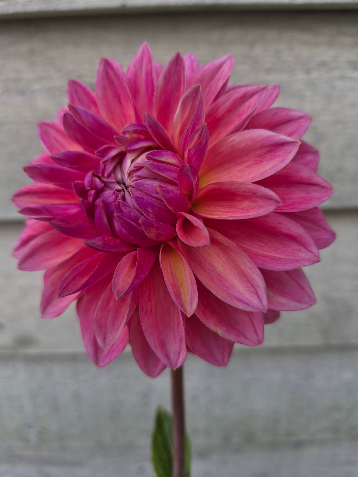 Scaur Swinton Formal Decorative Dahlia