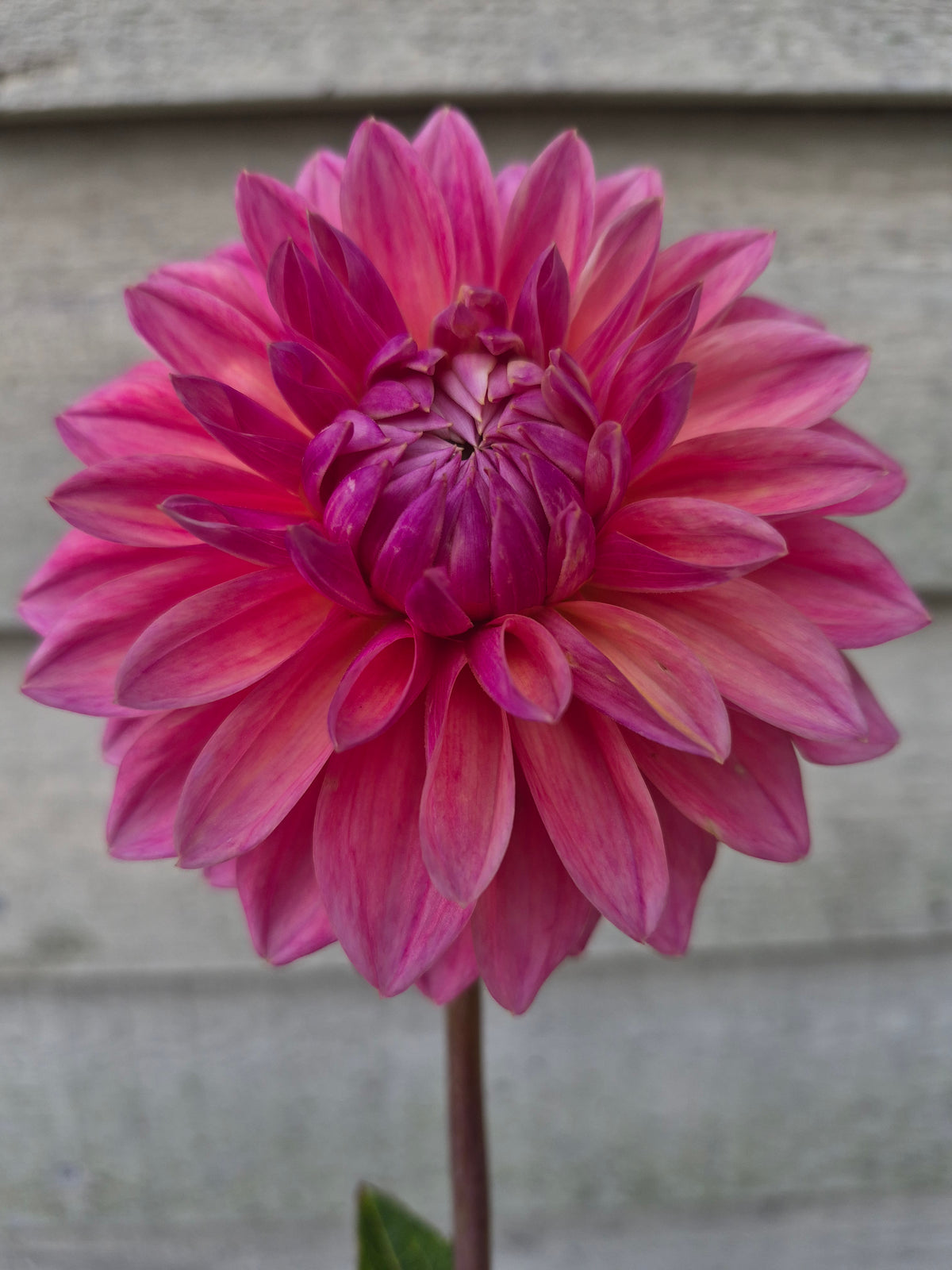 Scaur Swinton Formal Decorative Dahlia