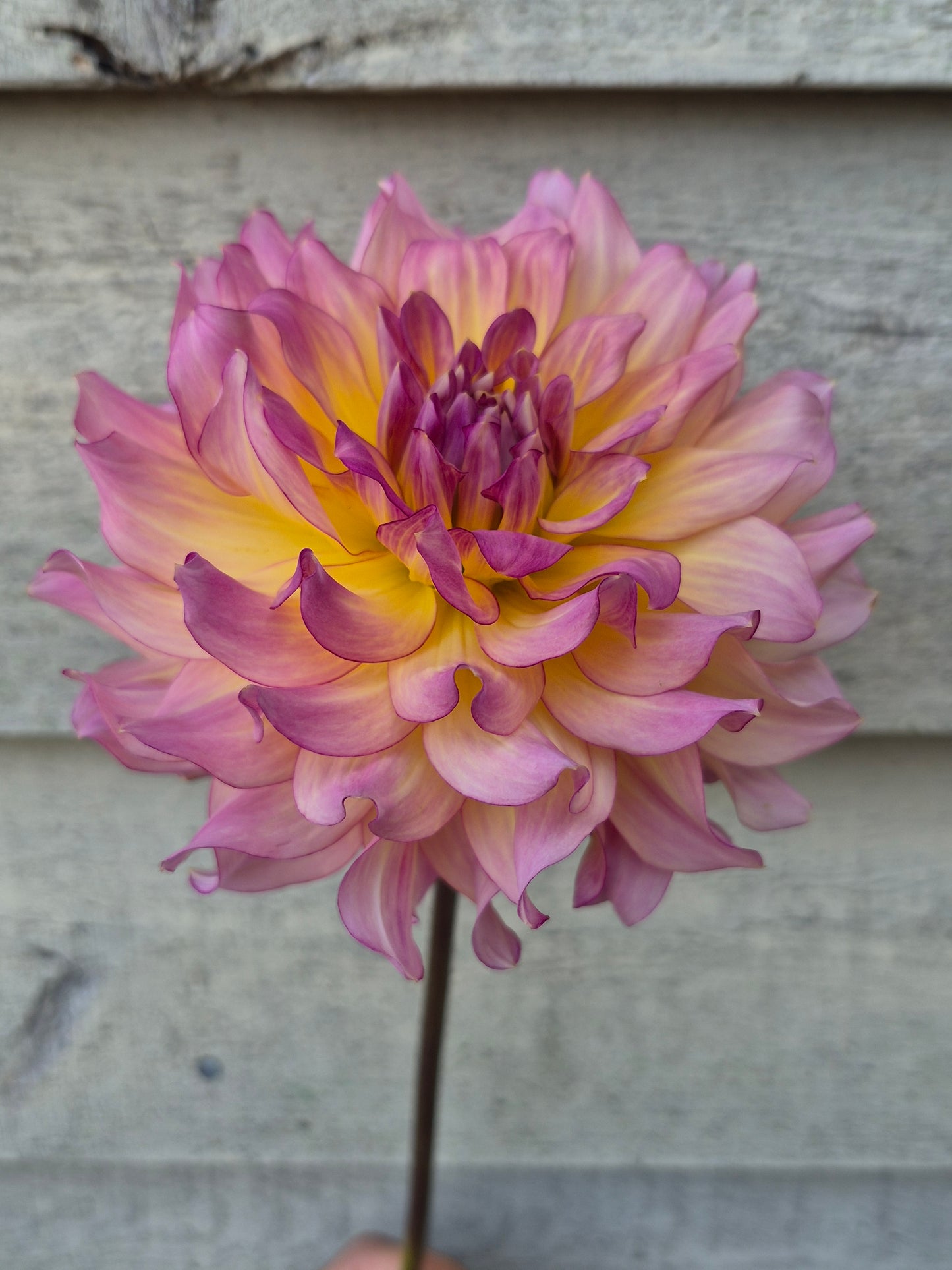 AC Twist Informal Decorative Dahlia