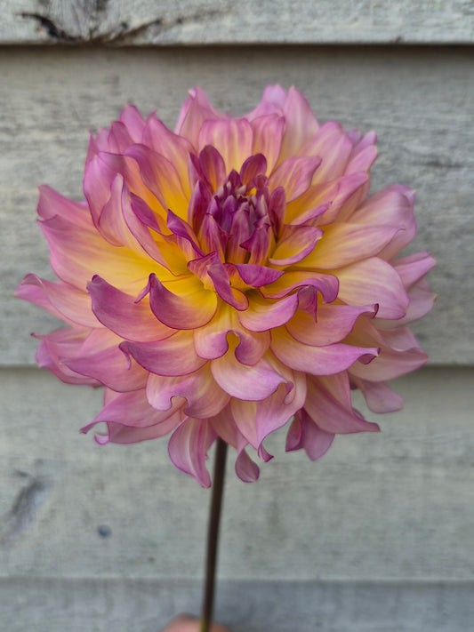 AC Twist Informal Decorative Dahlia