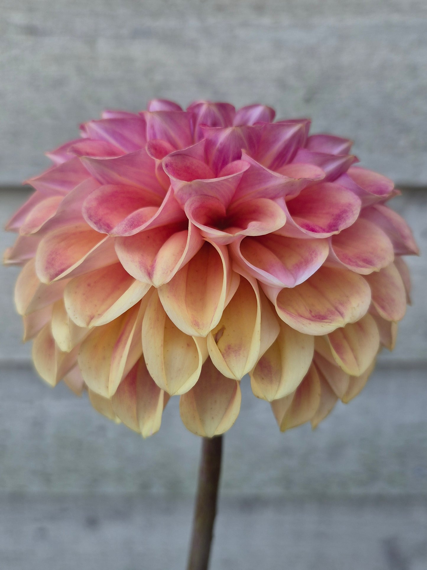 RM James Formal Decorative Dahlia