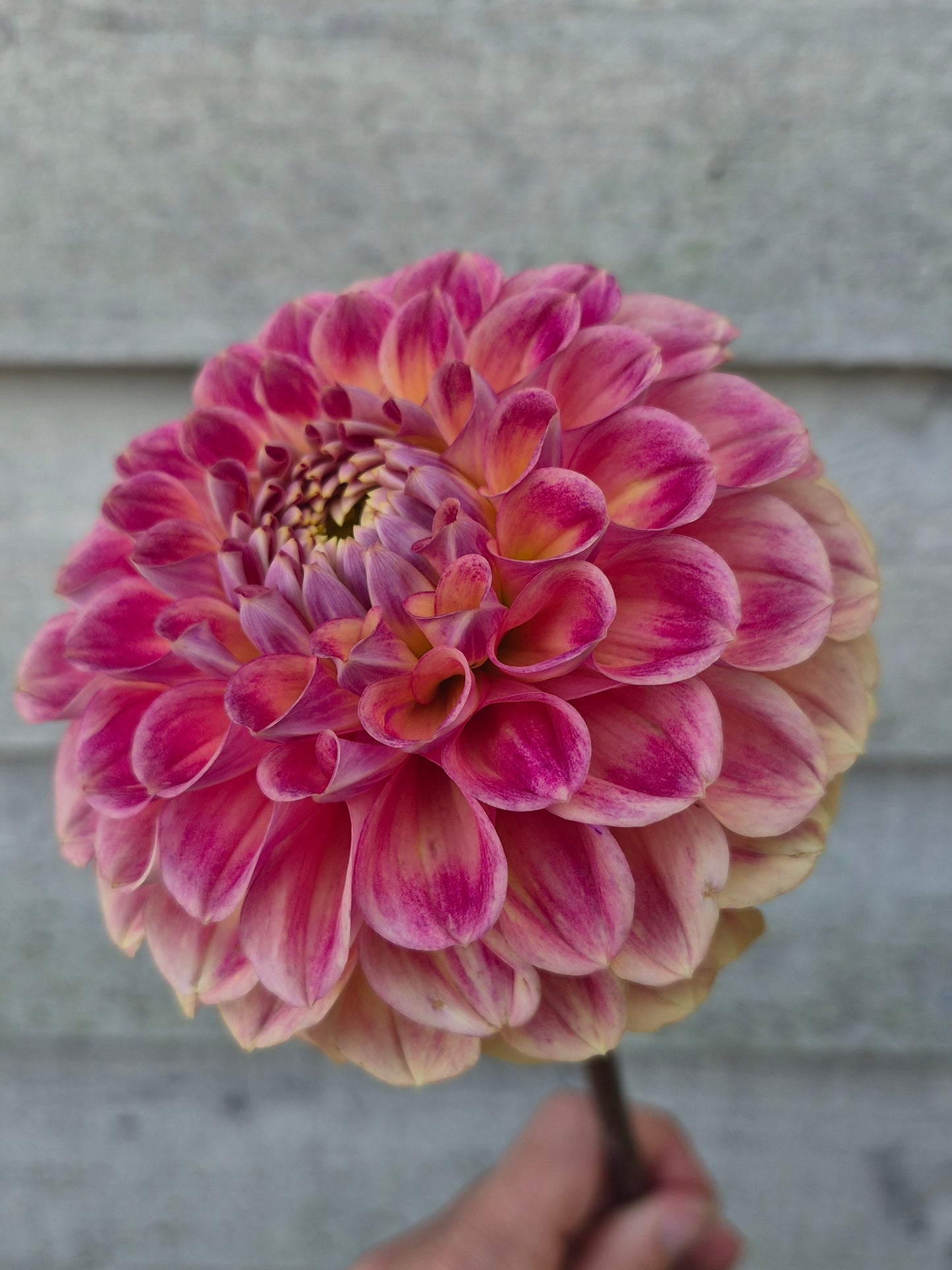 RM James Formal Decorative Dahlia