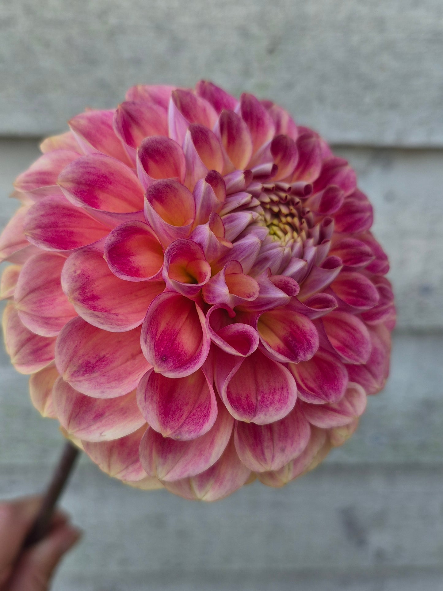 RM James Formal Decorative Dahlia