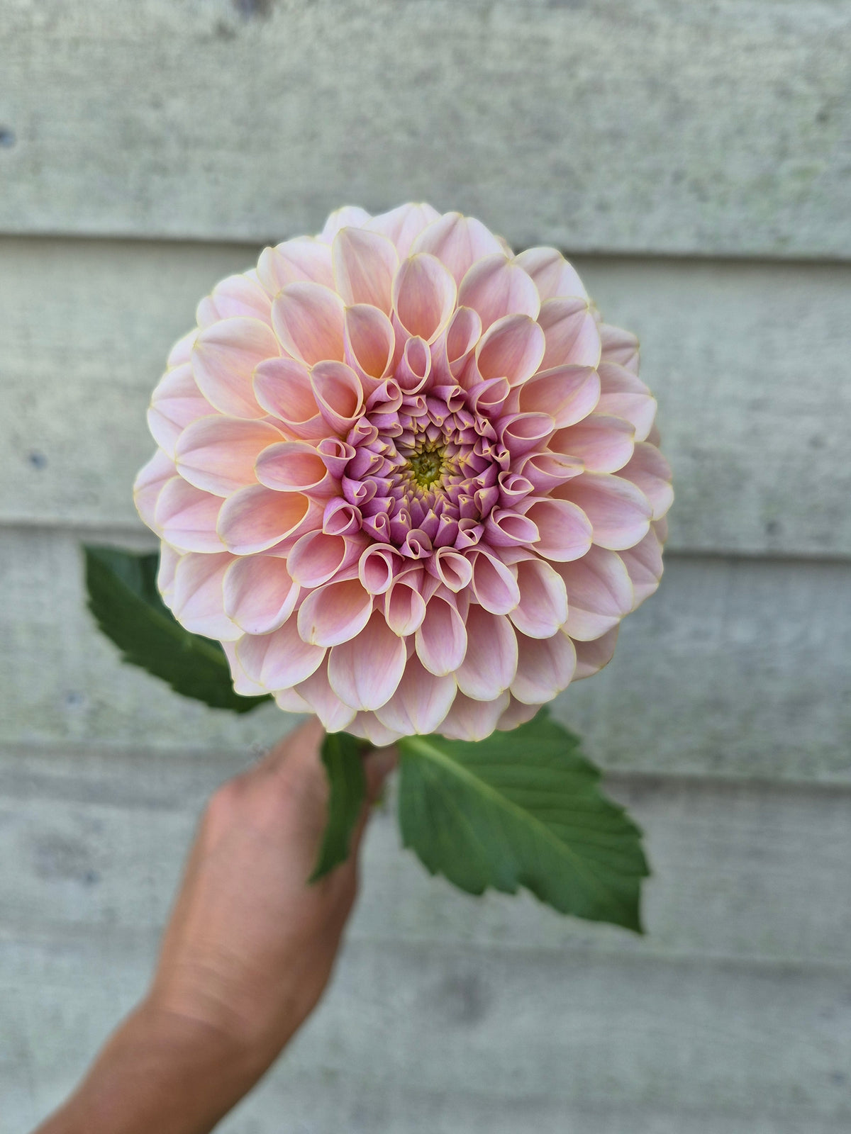 Cinder Rose Formal Decorative Dahlia