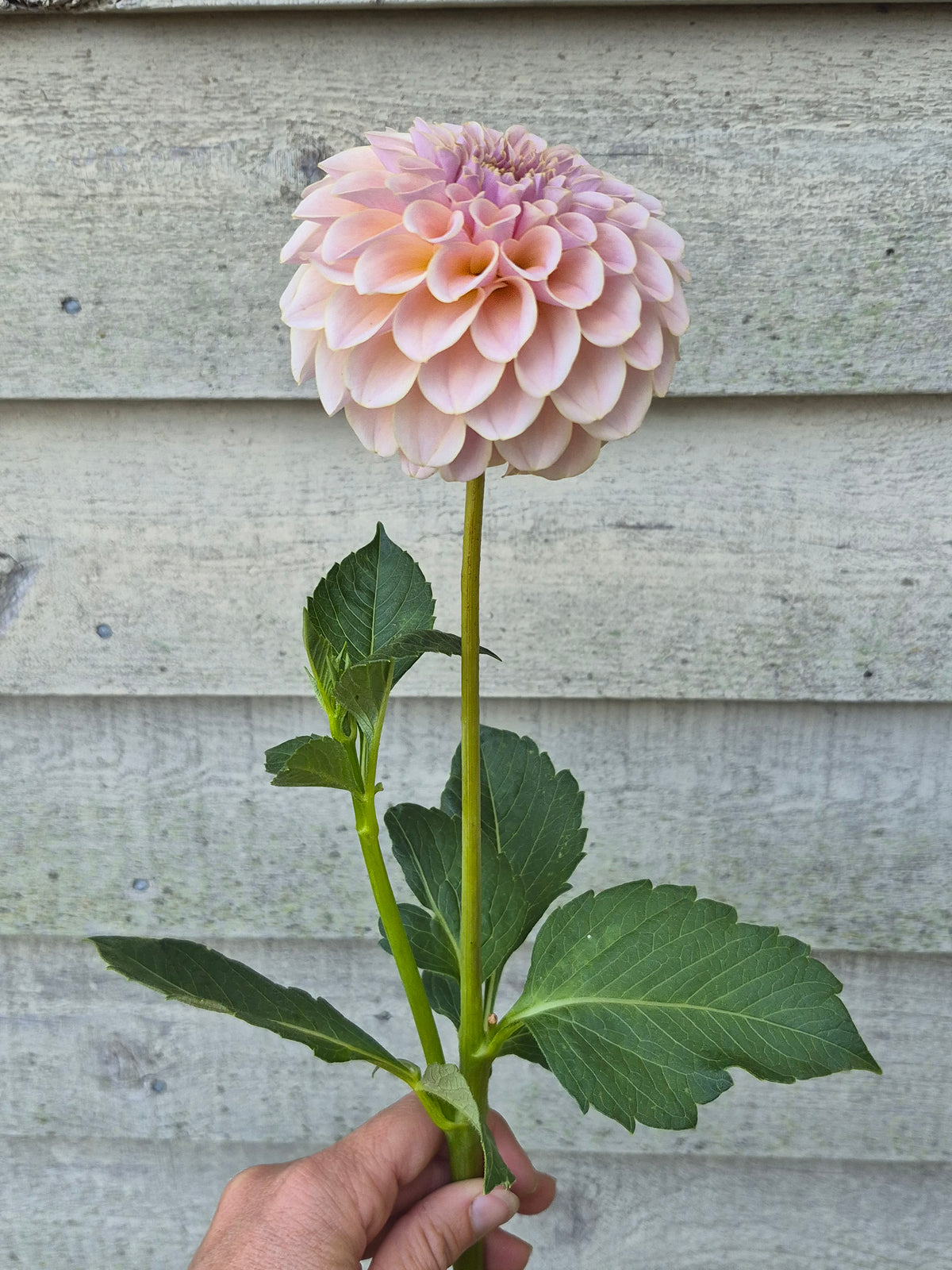 Cinder Rose Formal Decorative Dahlia