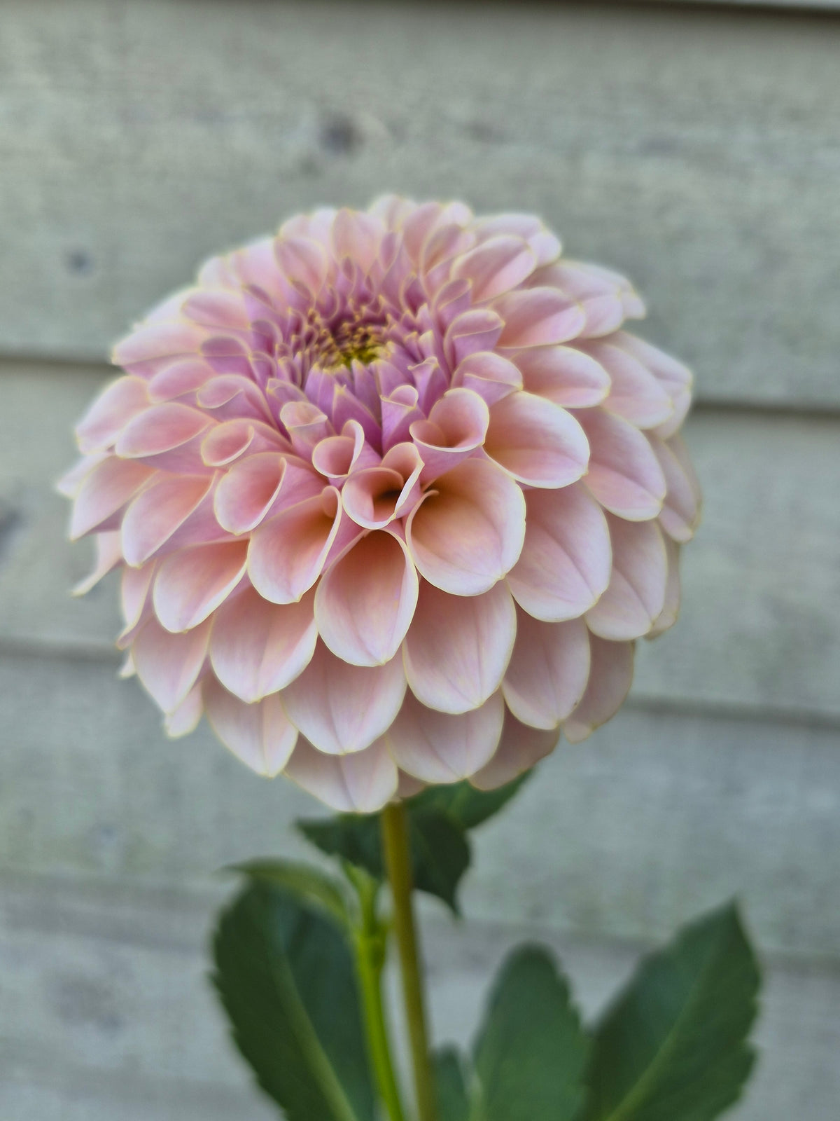 Cinder Rose Formal Decorative Dahlia