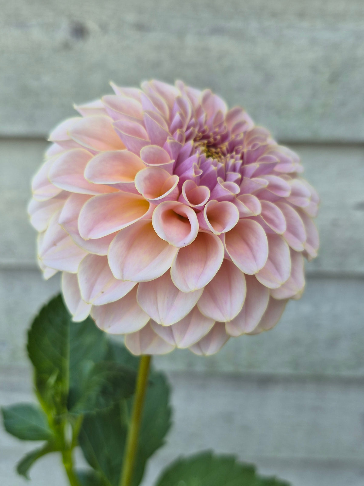 Cinder Rose Formal Decorative Dahlia