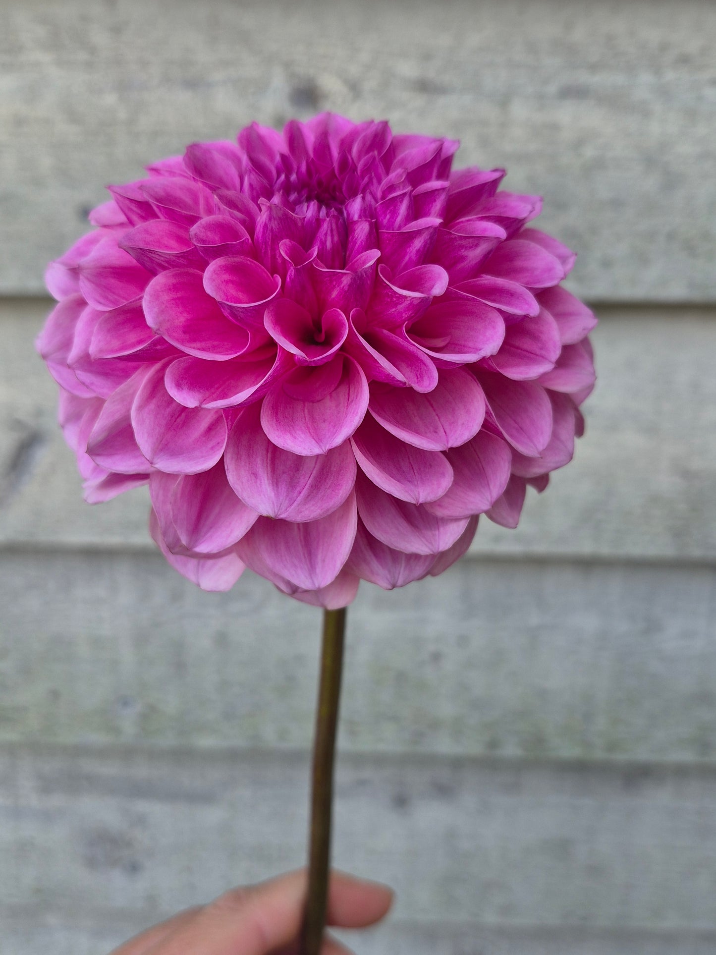 Lee's Sugar Rush Formal Decorative Dahlia