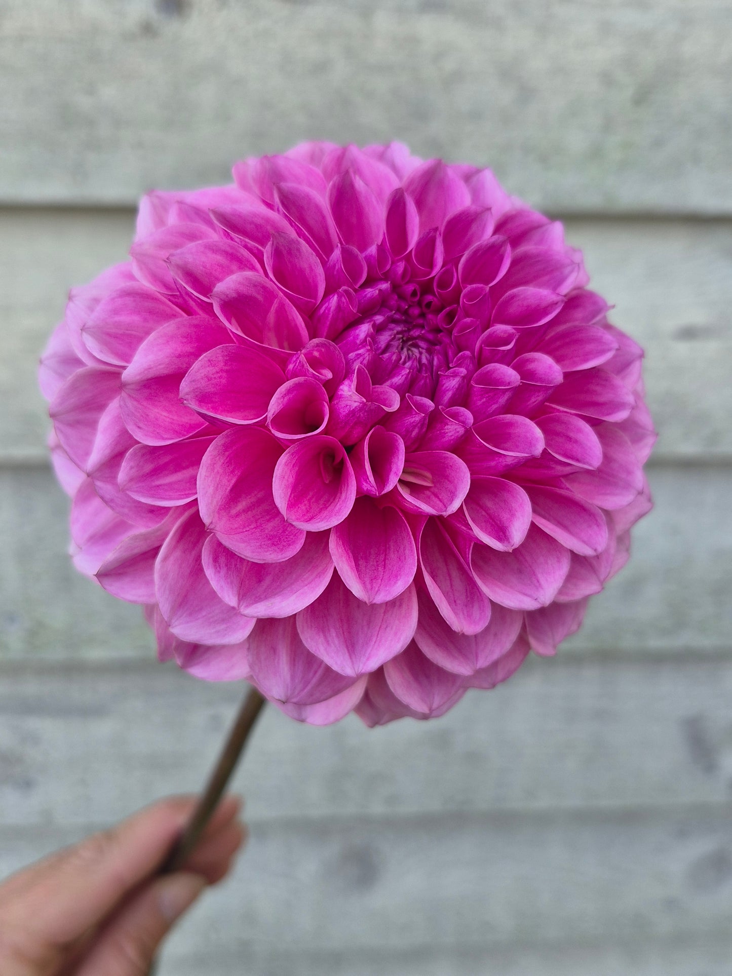 Lee's Sugar Rush Formal Decorative Dahlia