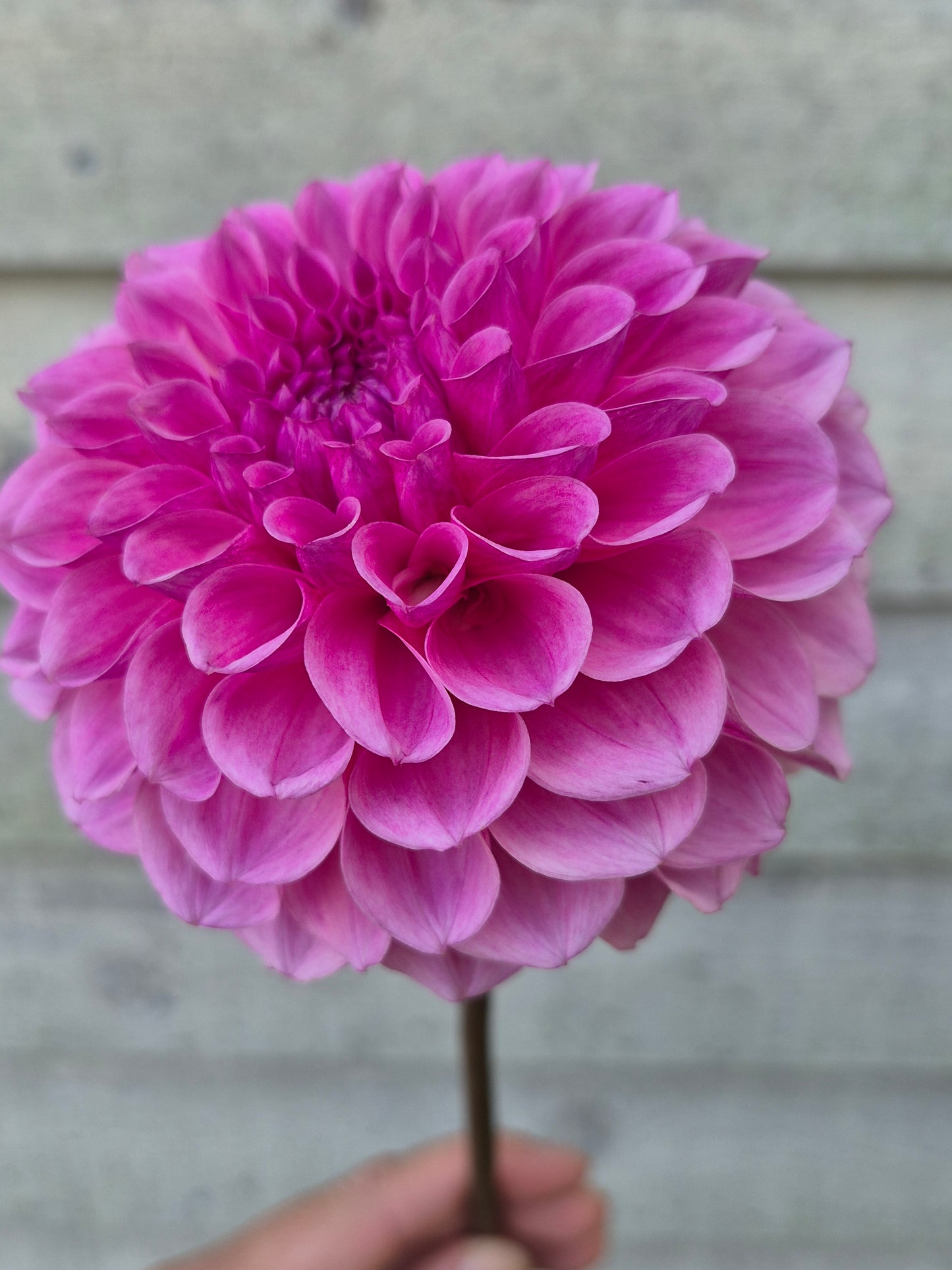 Lee's Sugar Rush Formal Decorative Dahlia