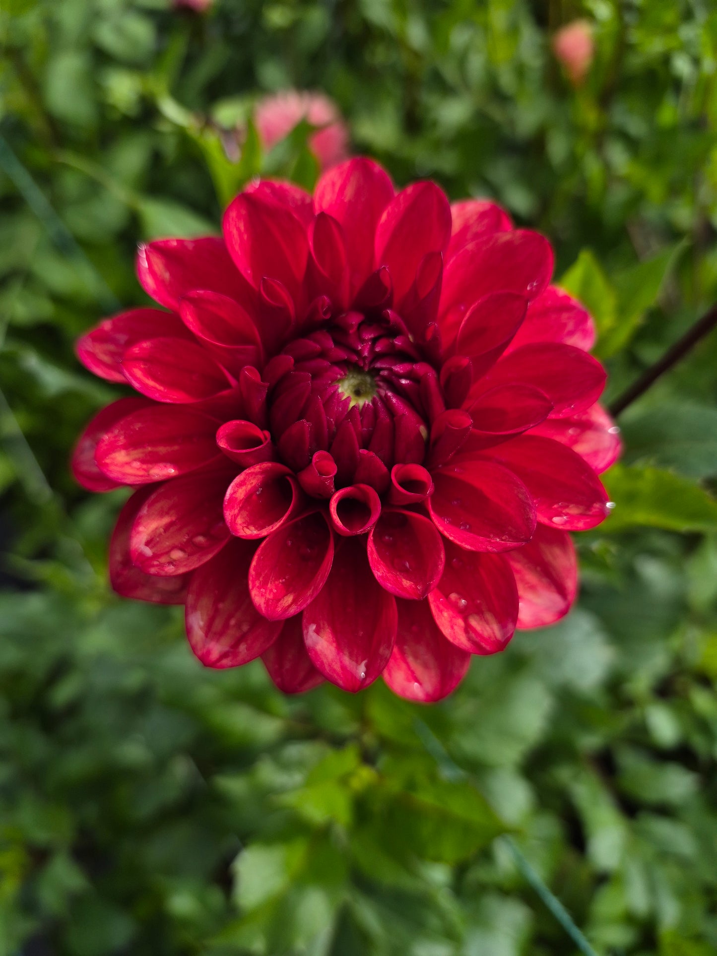 Lee's Ember Formal Decorative Dahlia