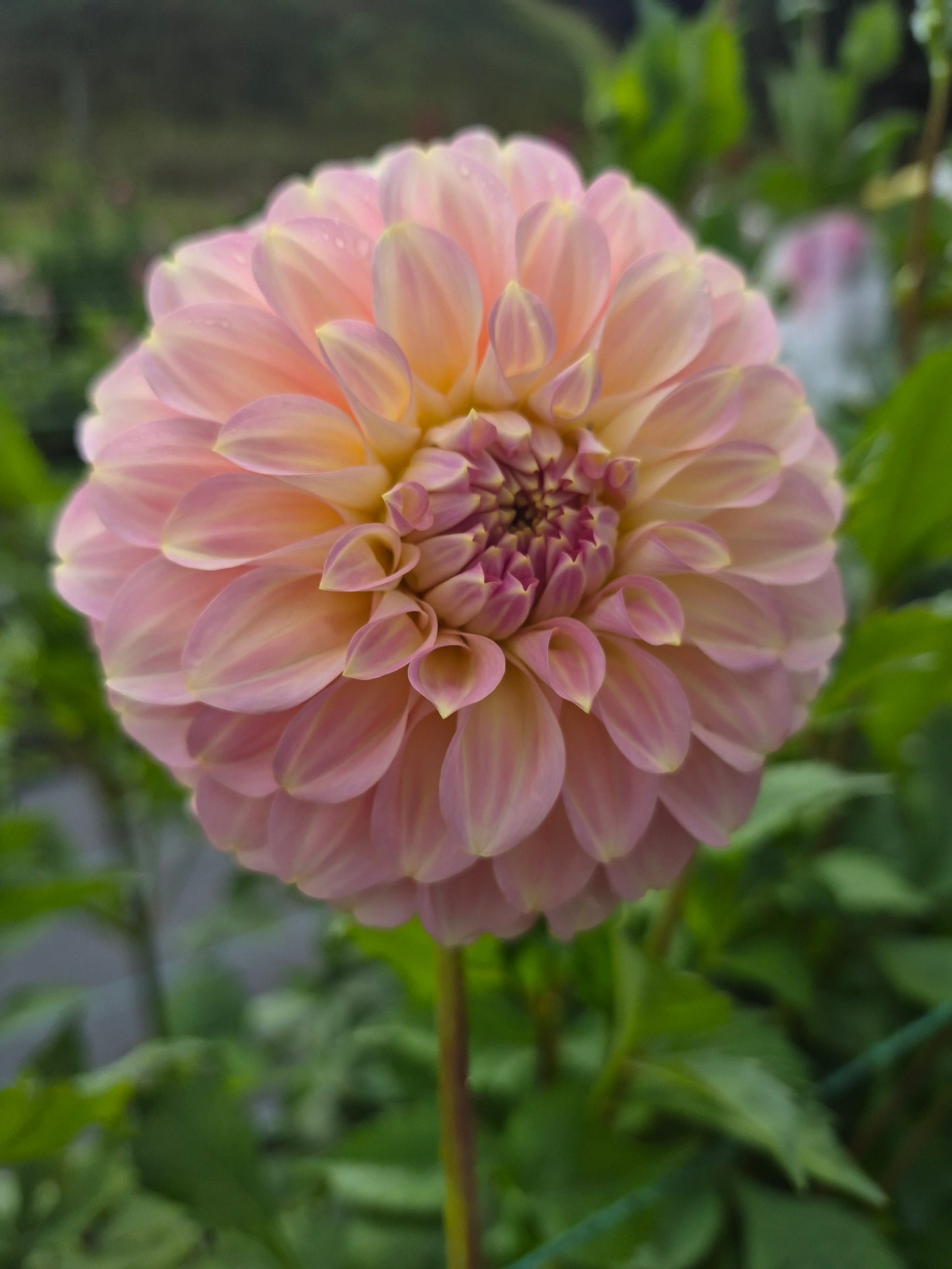 Coorabell Jessie Formal Decorative Dahlia