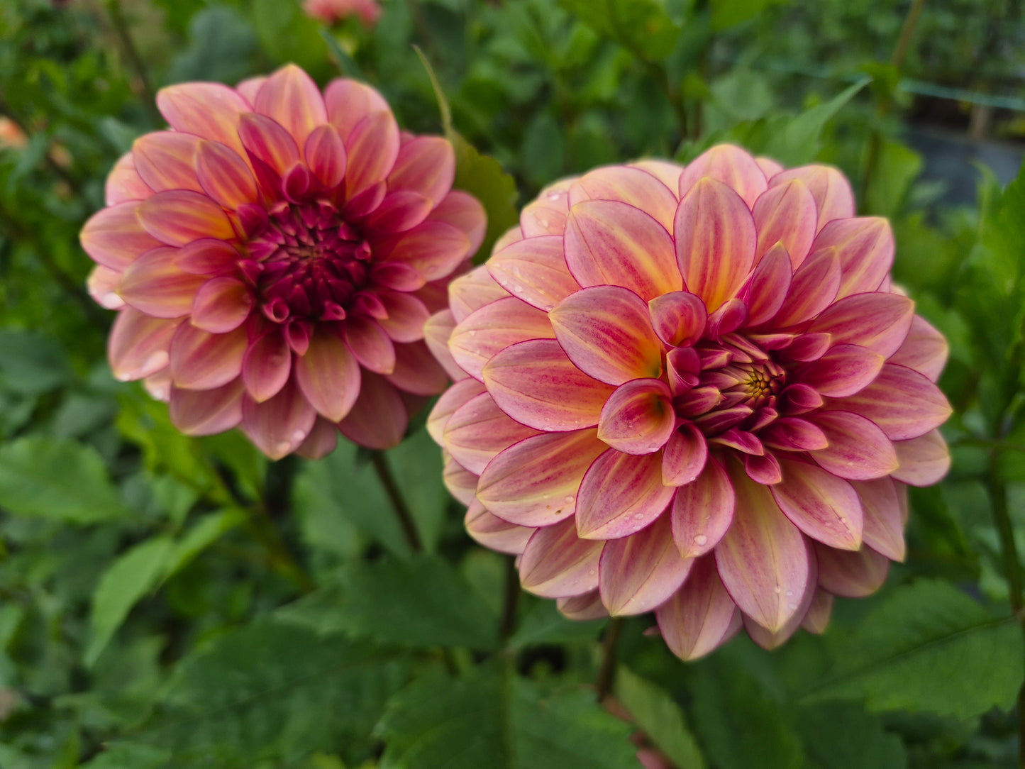 RM Raspberry Twinkle Formal Decorative Dahlia