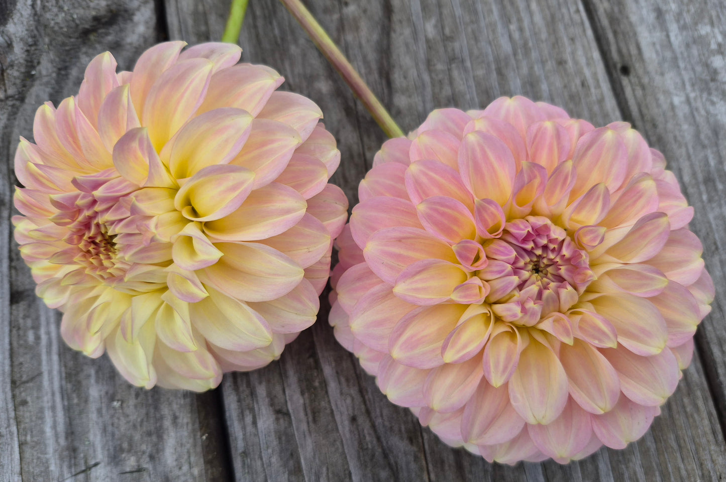 Coorabell Jessie Formal Decorative Dahlia