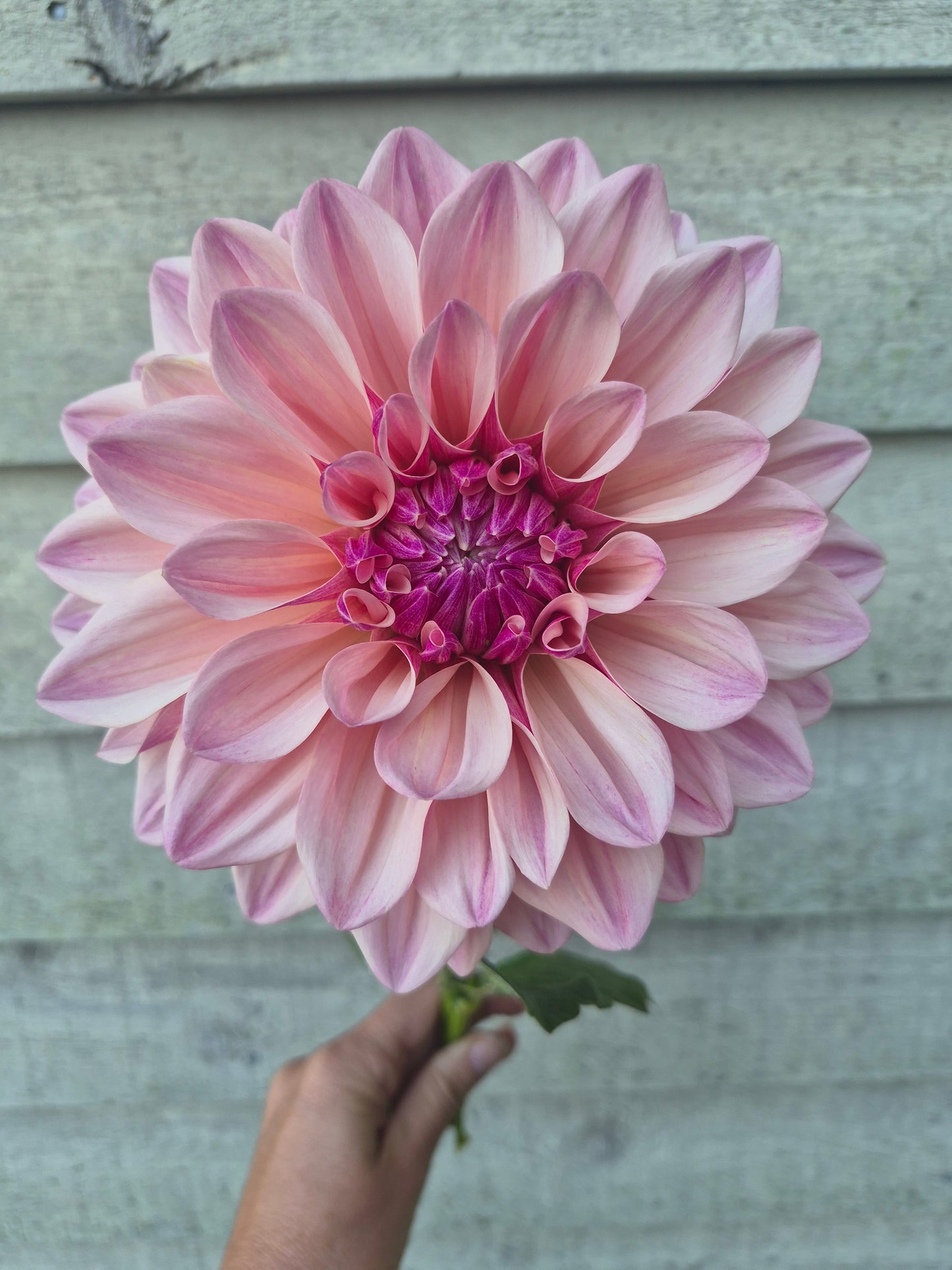 Florelie Antique Formal Decorative Dahlia 🇦🇺
