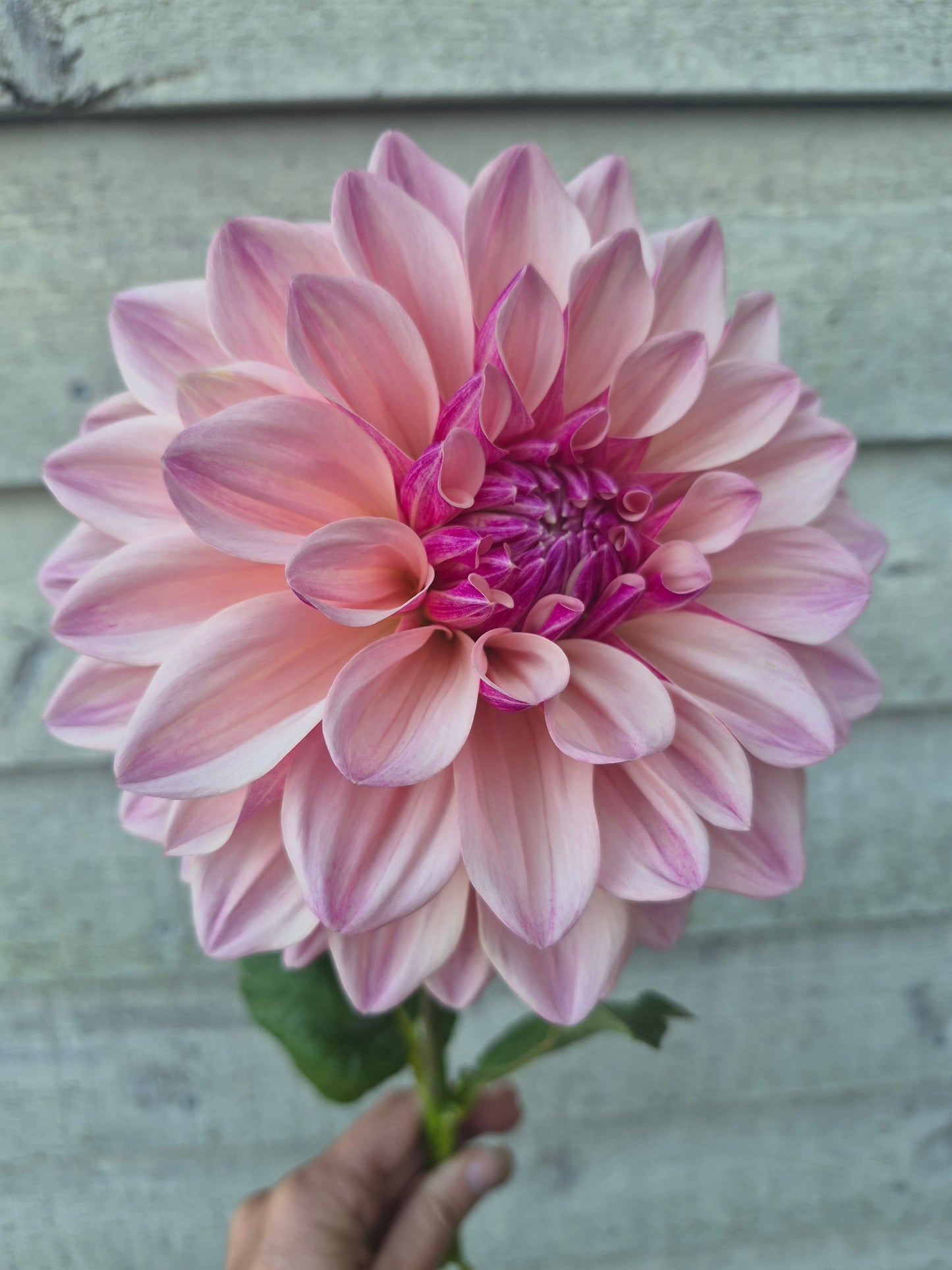 Florelie Antique Formal Decorative Dahlia 🇦🇺
