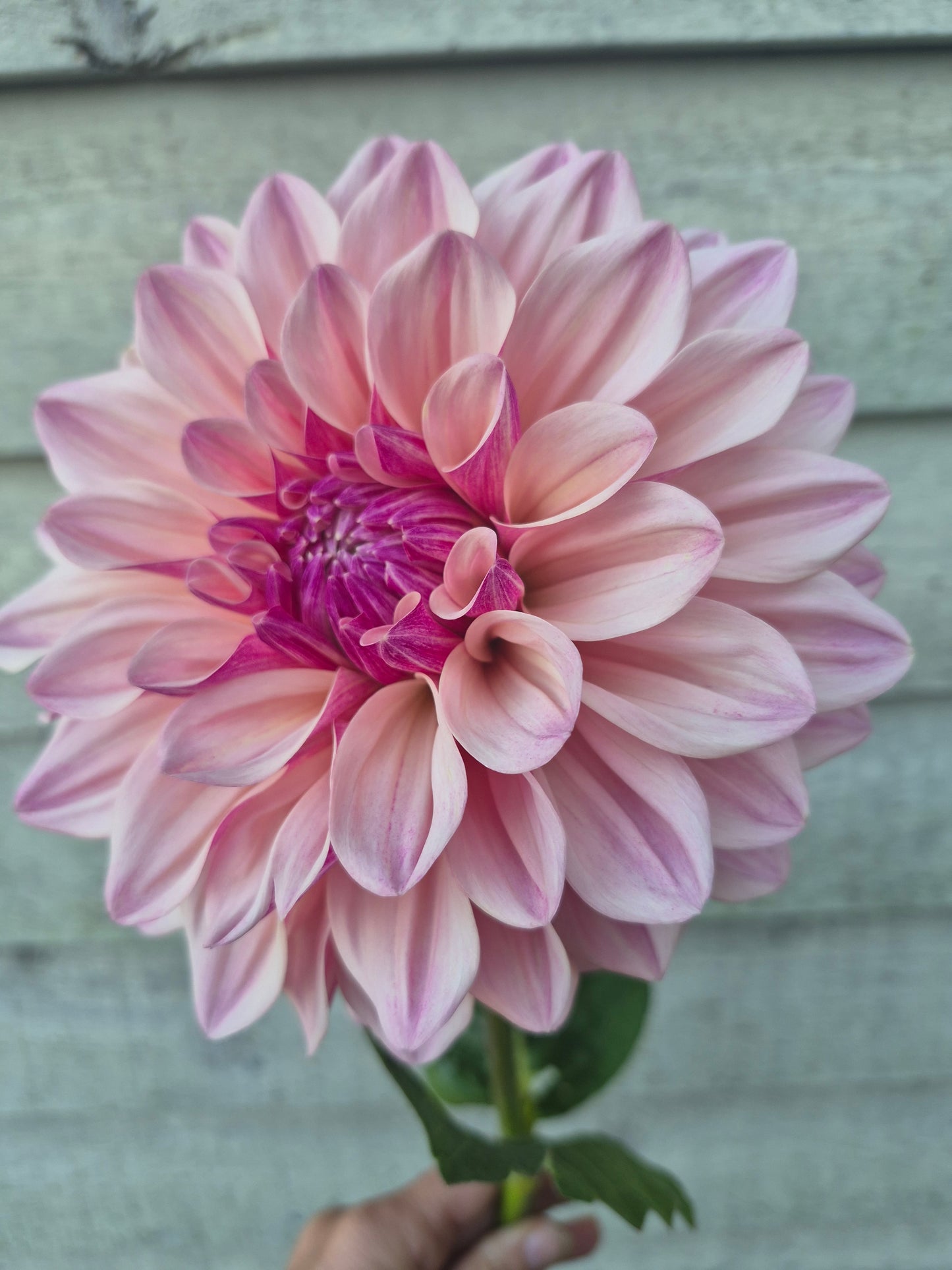 Florelie Antique Formal Decorative Dahlia 🇦🇺