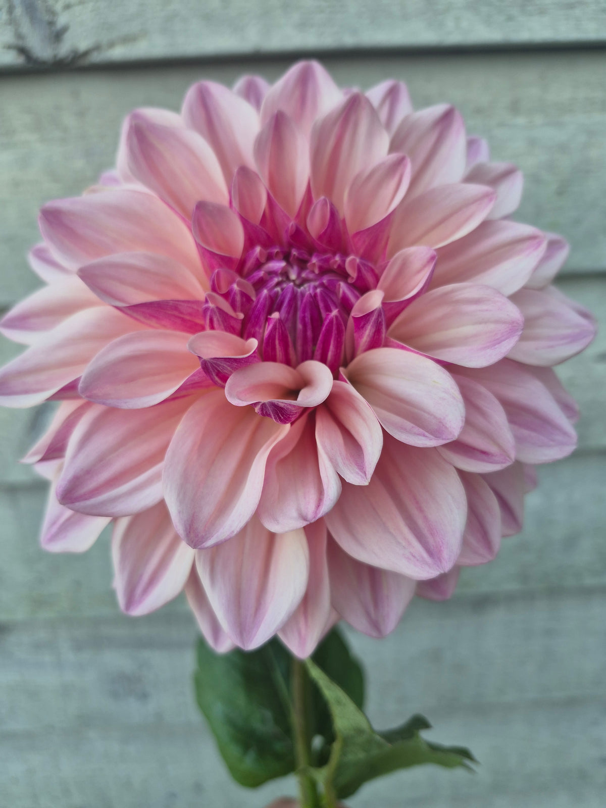 Florelie Antique Formal Decorative Dahlia 🇦🇺