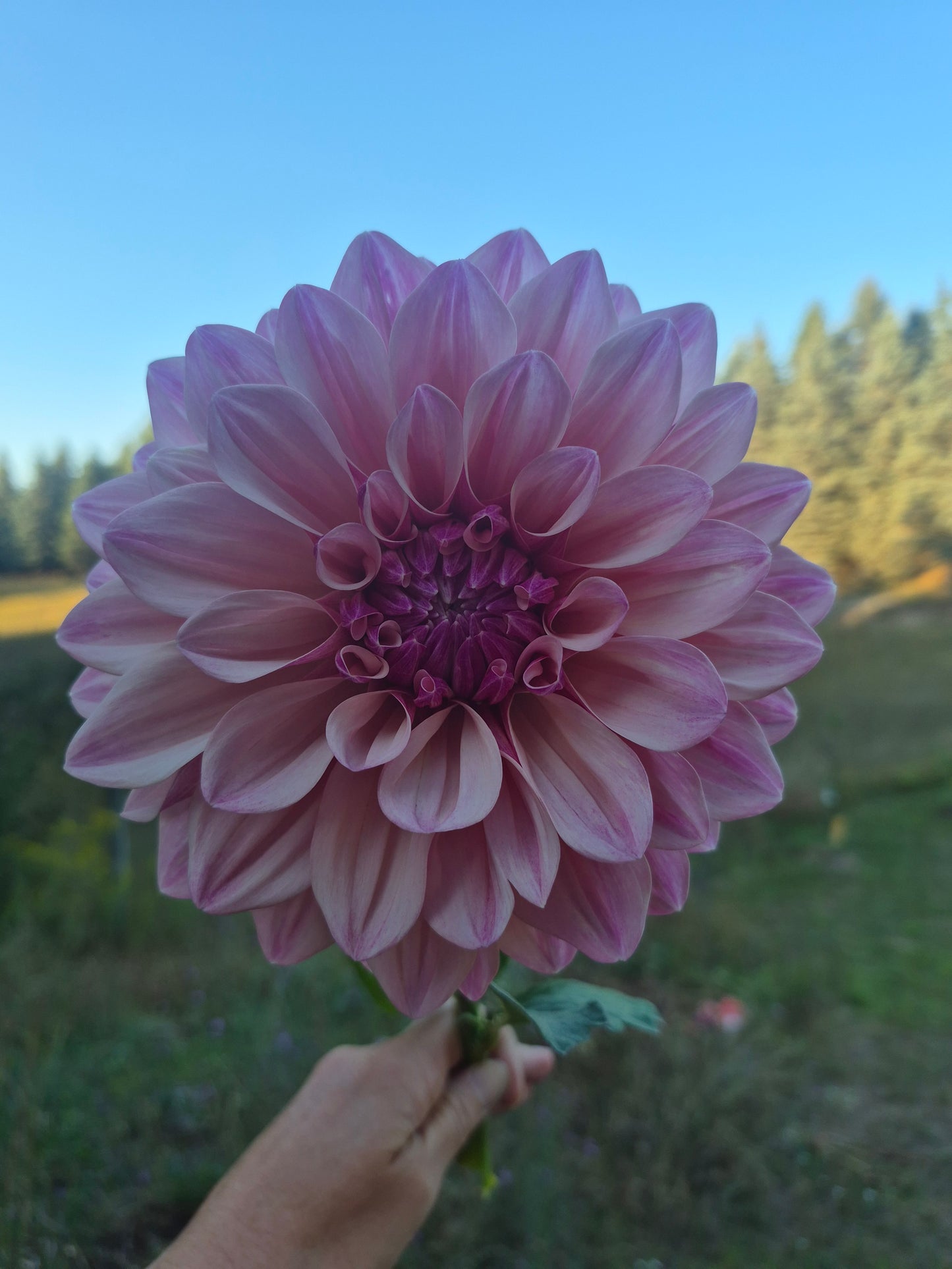 Florelie Antique Formal Decorative Dahlia 🇦🇺