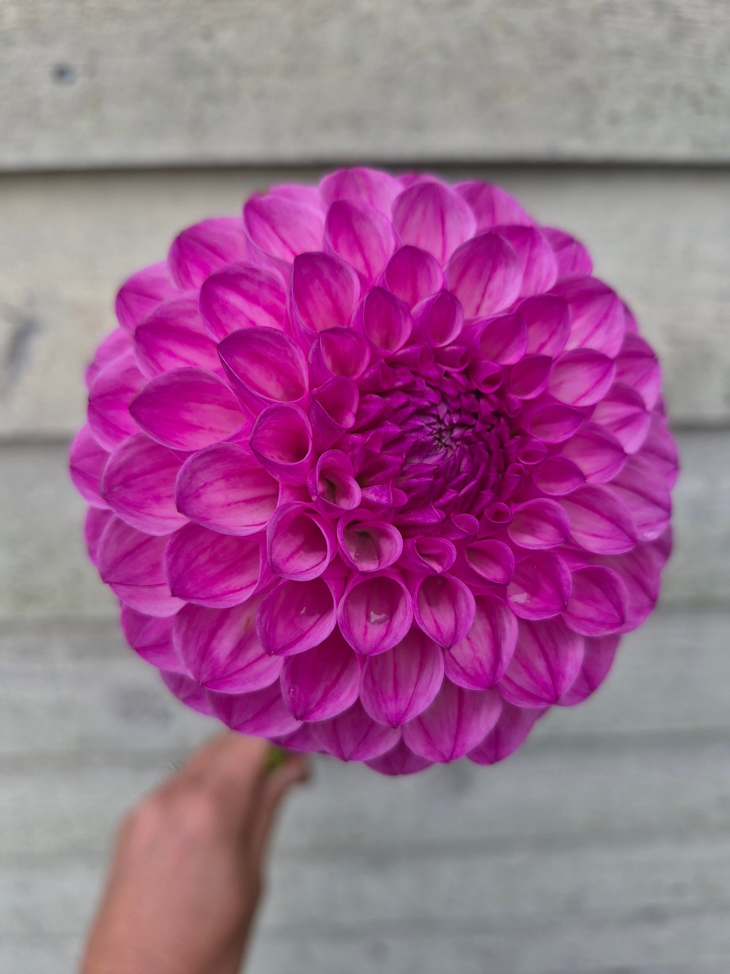 Pink Robin Hood Ball Dahlia