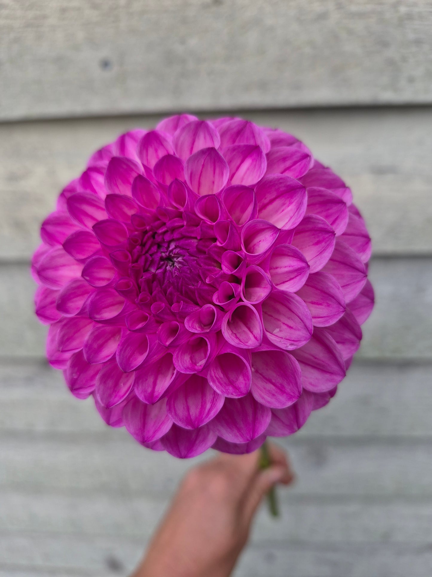 Pink Robin Hood Ball Dahlia