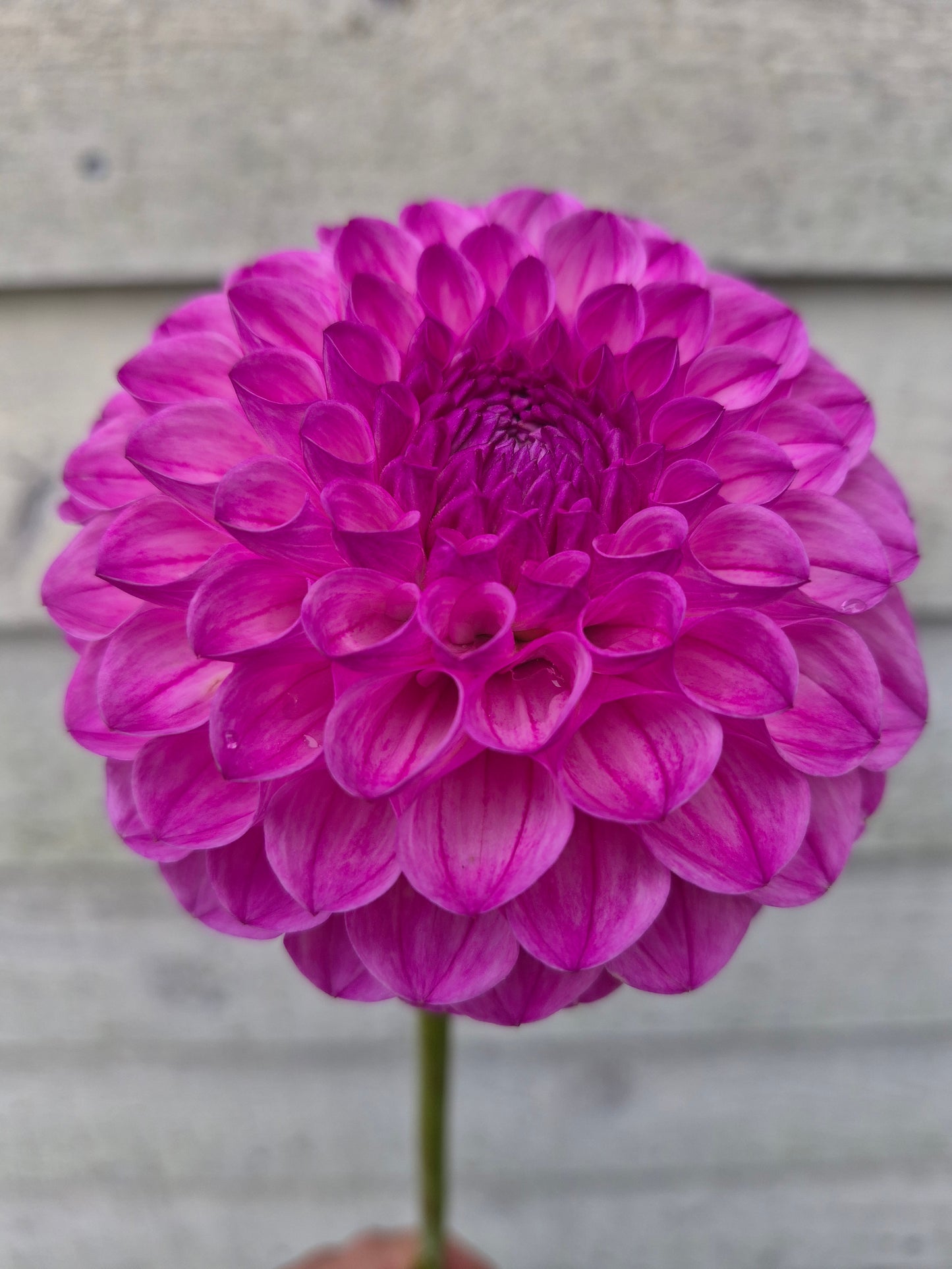 Pink Robin Hood Ball Dahlia