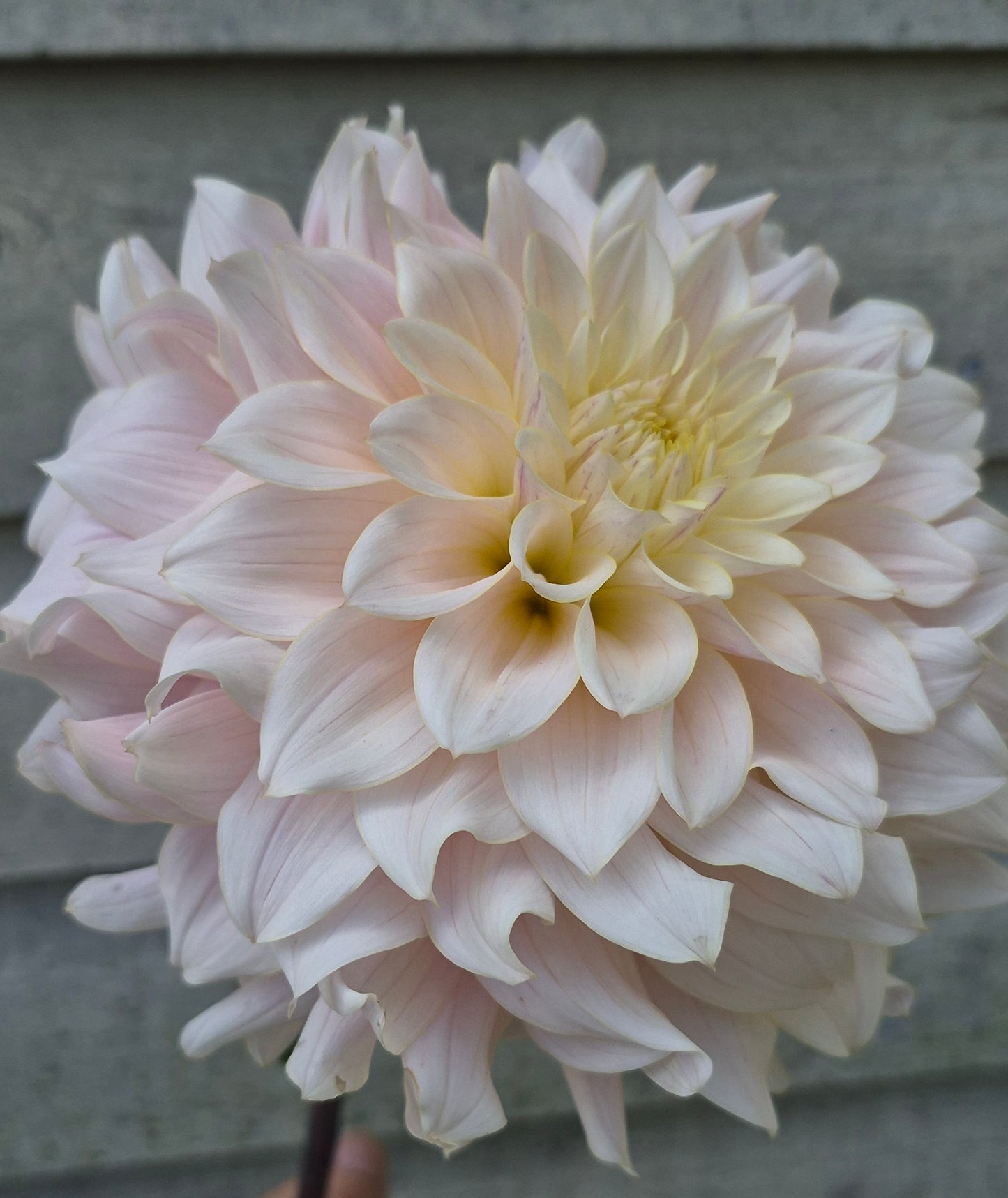 Lee's Halo Formal Decorative Dahlia