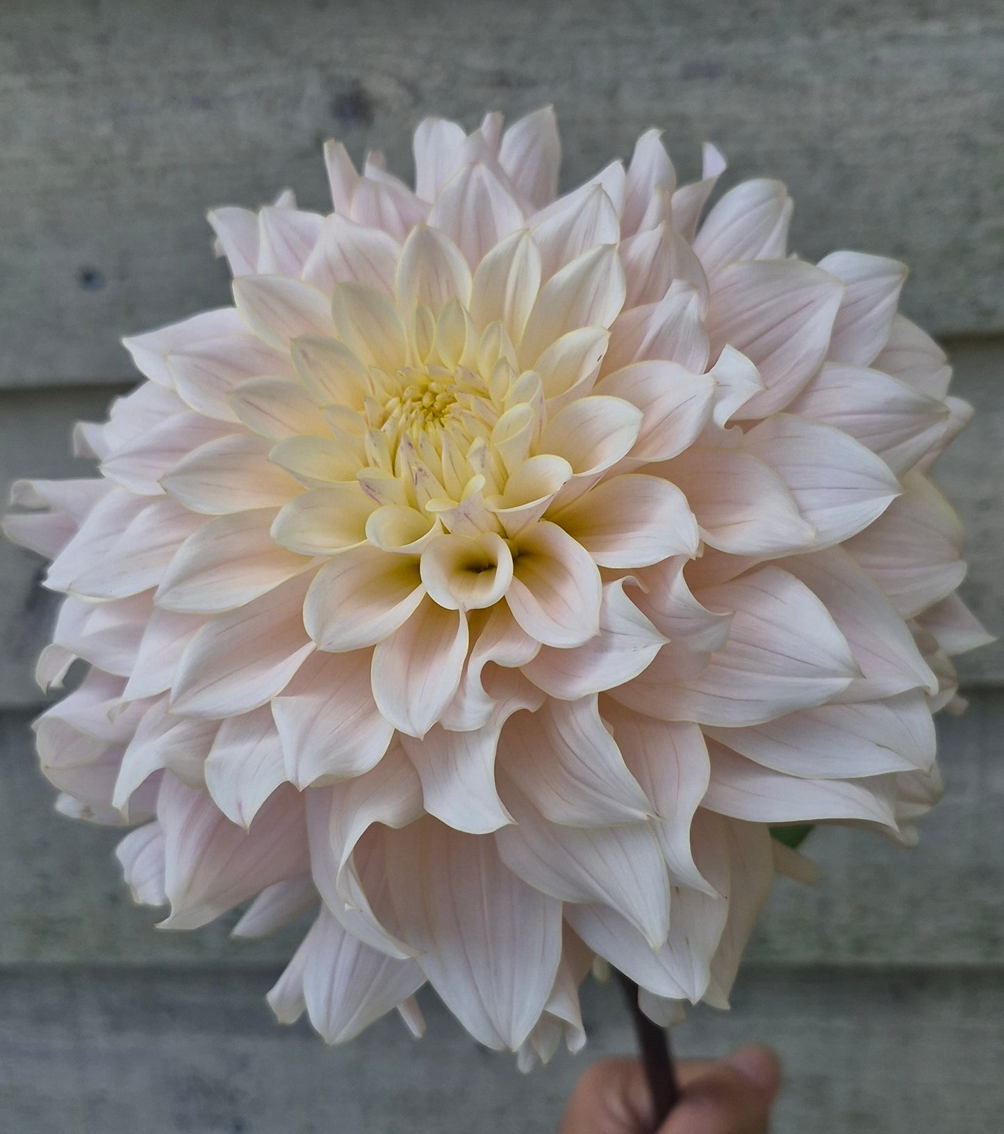 Lee's Halo Formal Decorative Dahlia