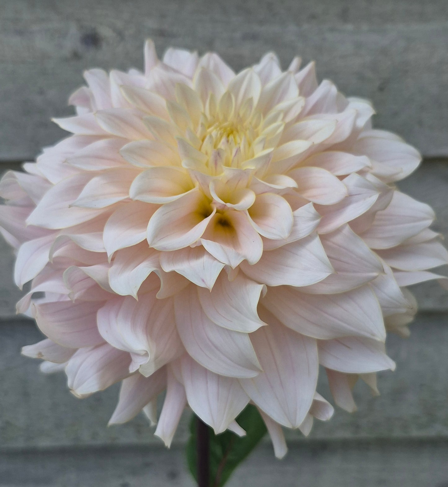 Lee's Halo Formal Decorative Dahlia