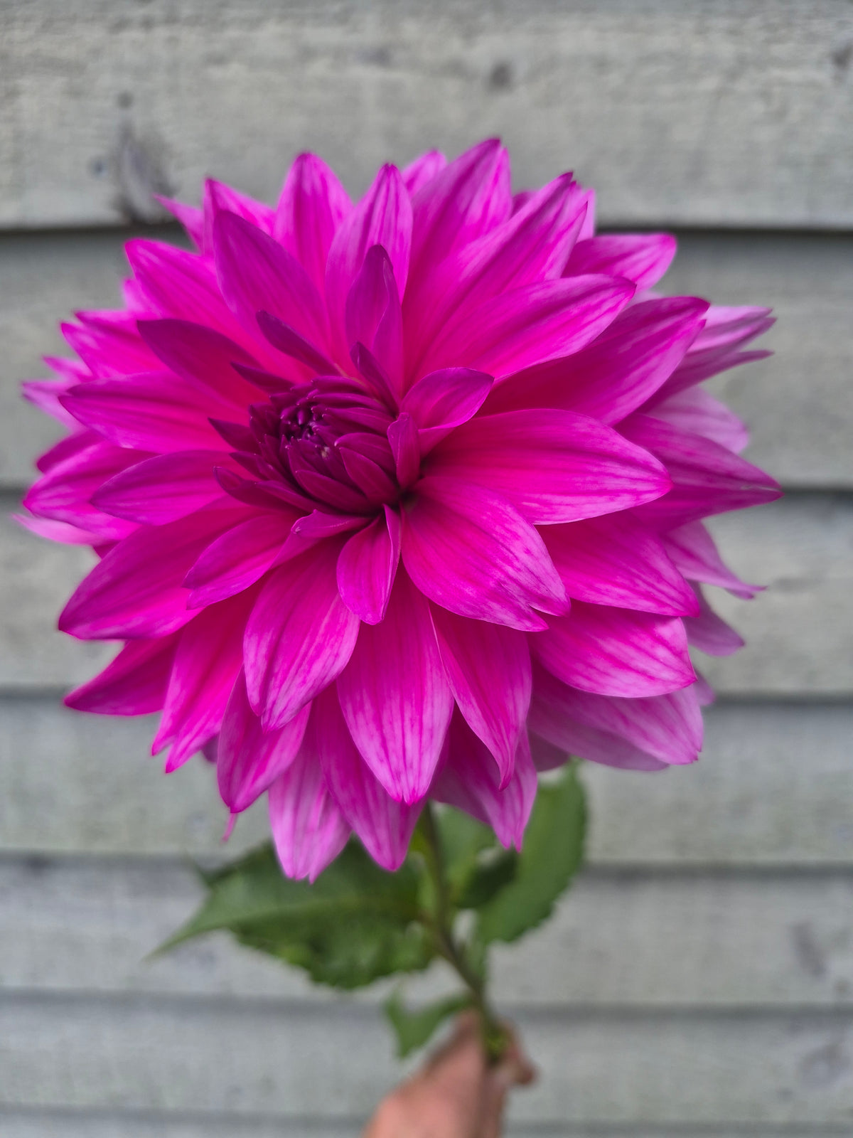 I'm a Hottie Informal Decorative Dahlia