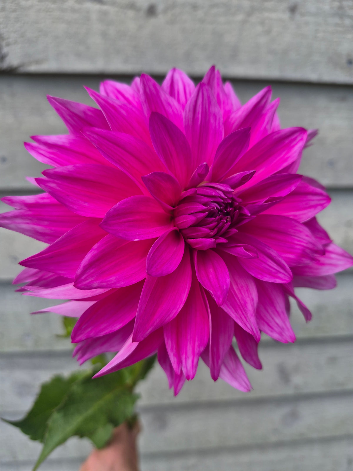 I'm a Hottie Informal Decorative Dahlia