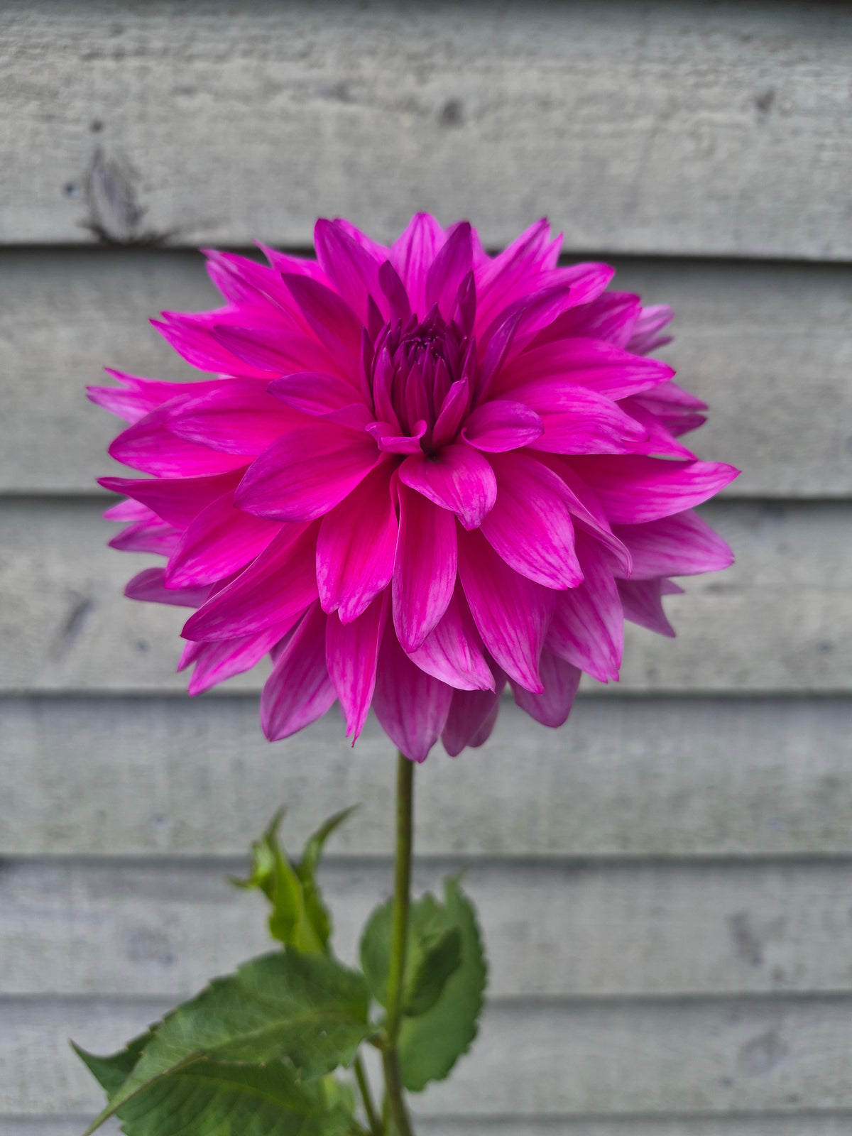 I'm a Hottie Informal Decorative Dahlia