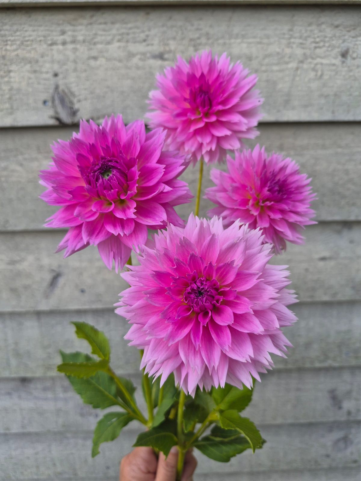 Lee's Dragonfruit Fizz Lacinated Dahlia