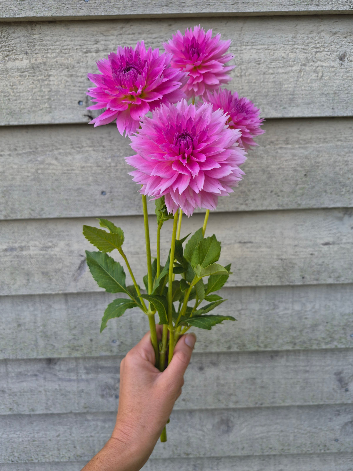 Lee's Dragonfruit Fizz Lacinated Dahlia