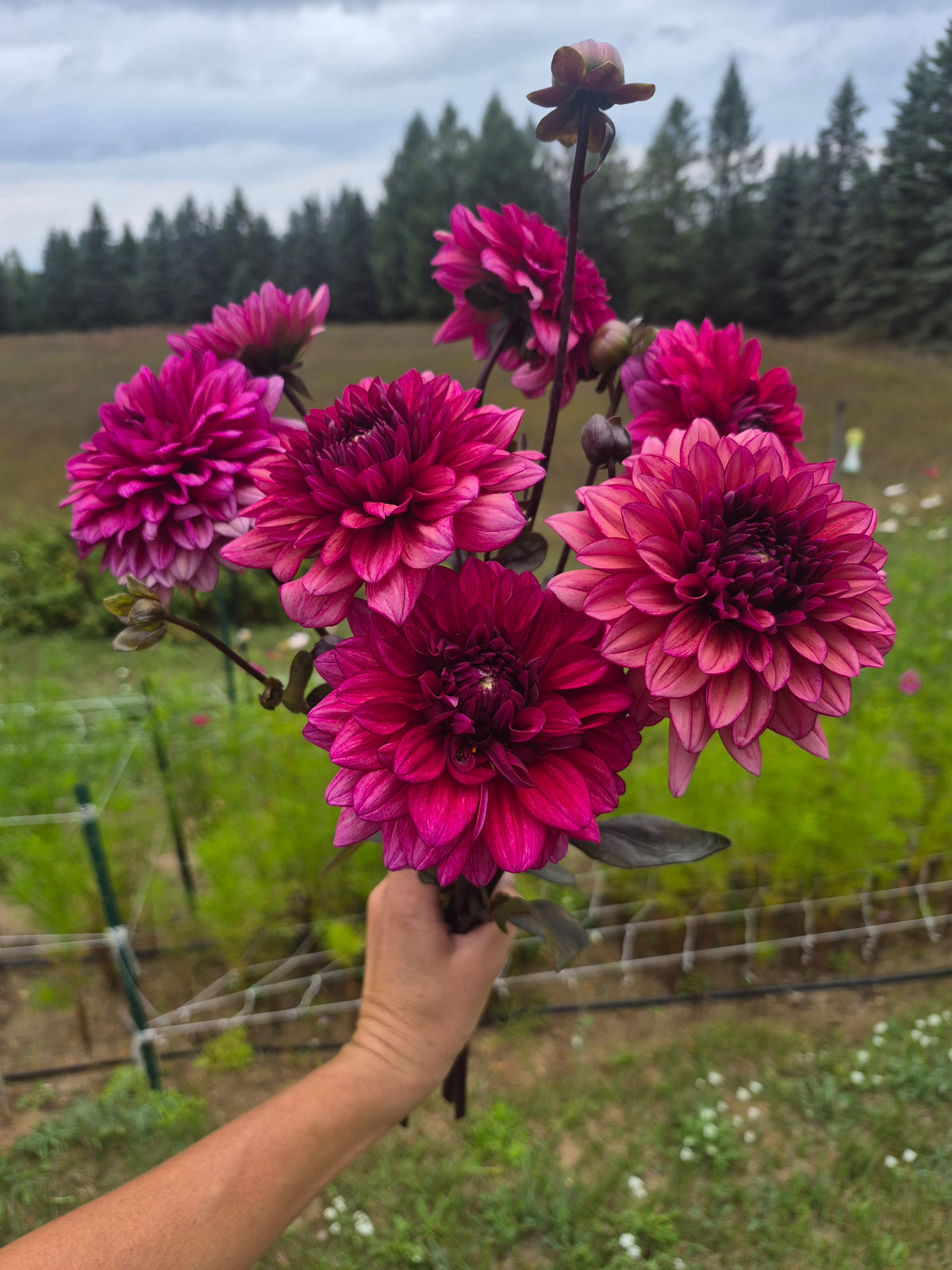 Molly Raven Informal Decorative Dahlia