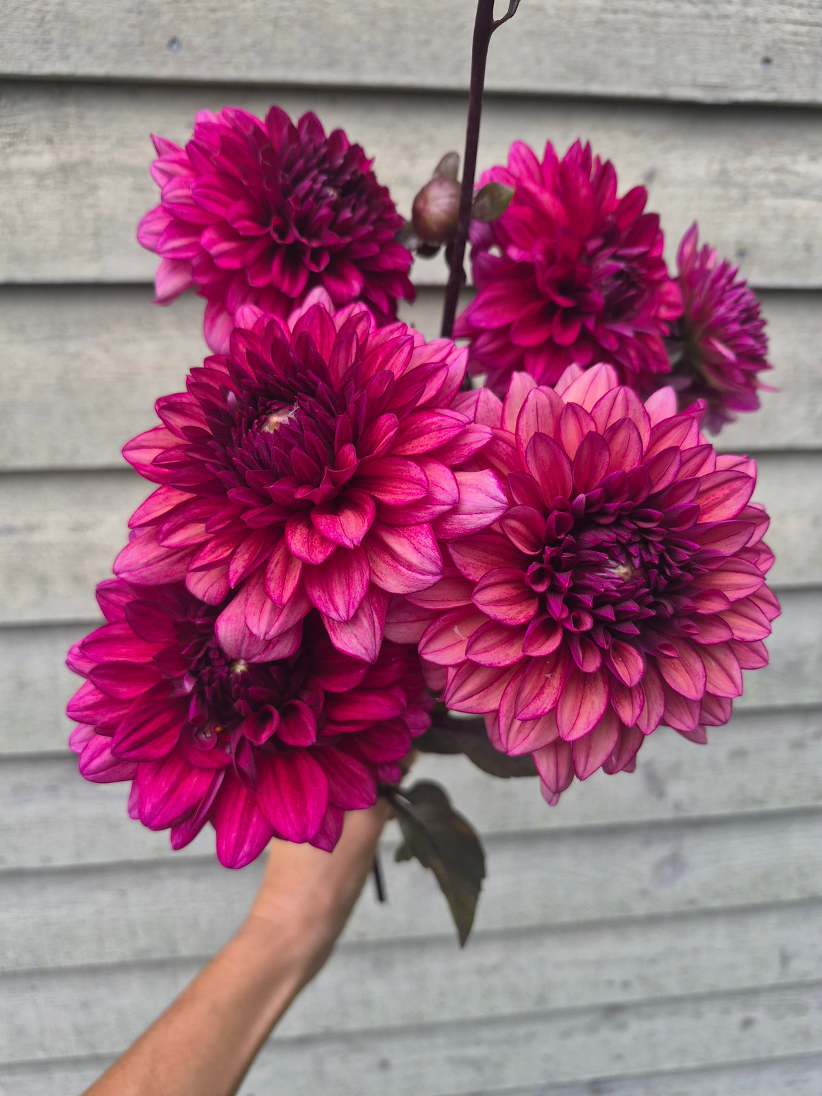 Molly Raven Informal Decorative Dahlia