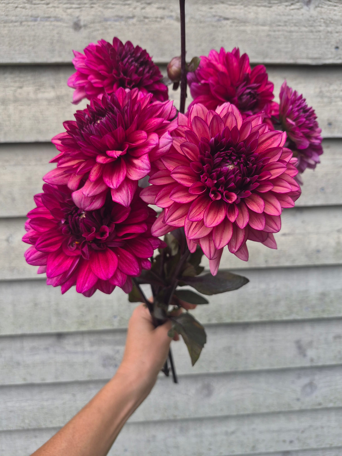 Molly Raven Informal Decorative Dahlia