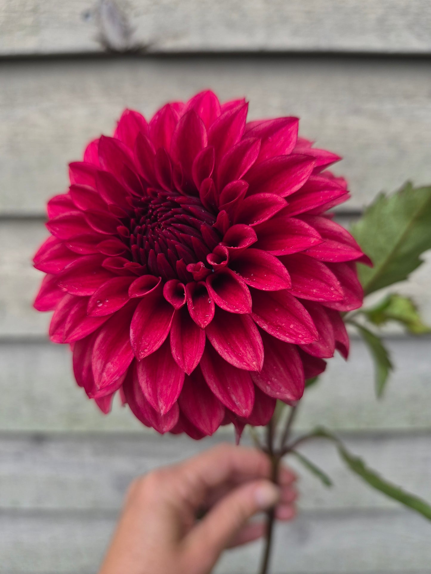 RM Dragon's Blood Formal Dahlia