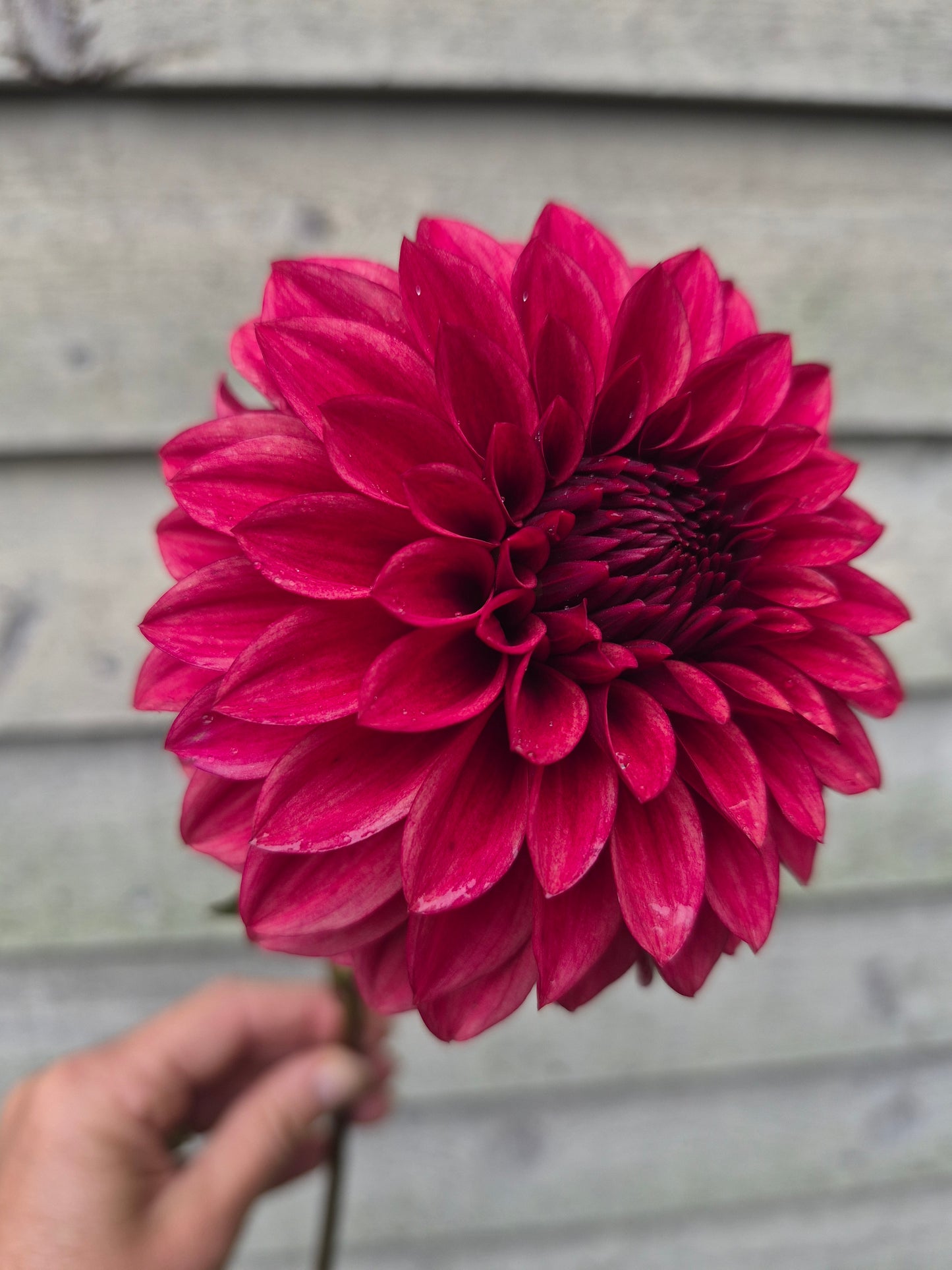 RM Dragon's Blood Formal Dahlia