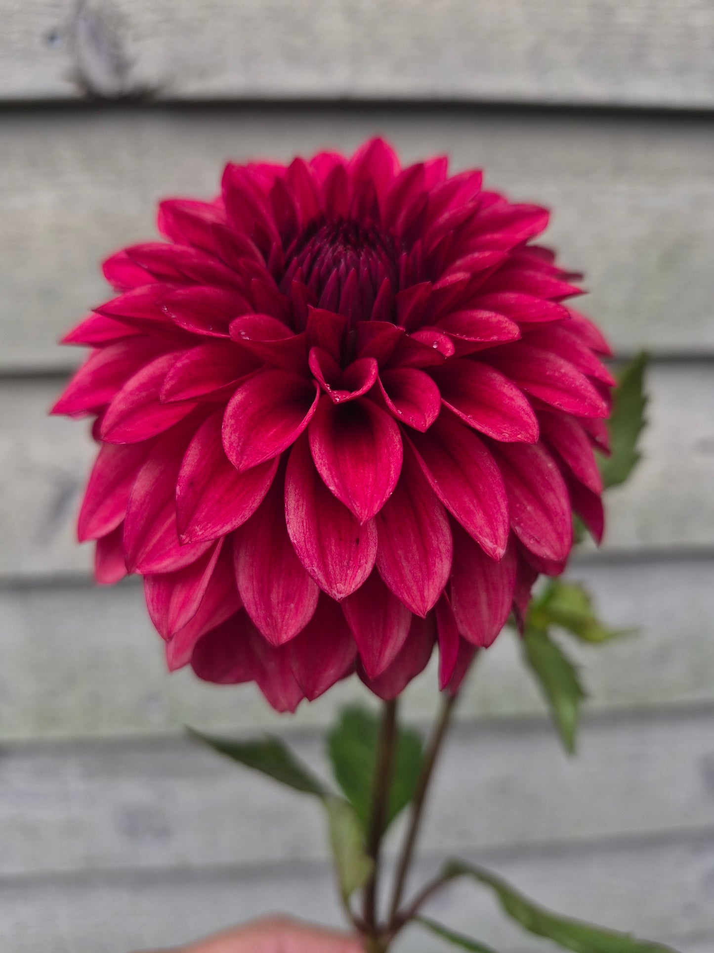 RM Dragon's Blood Formal Dahlia